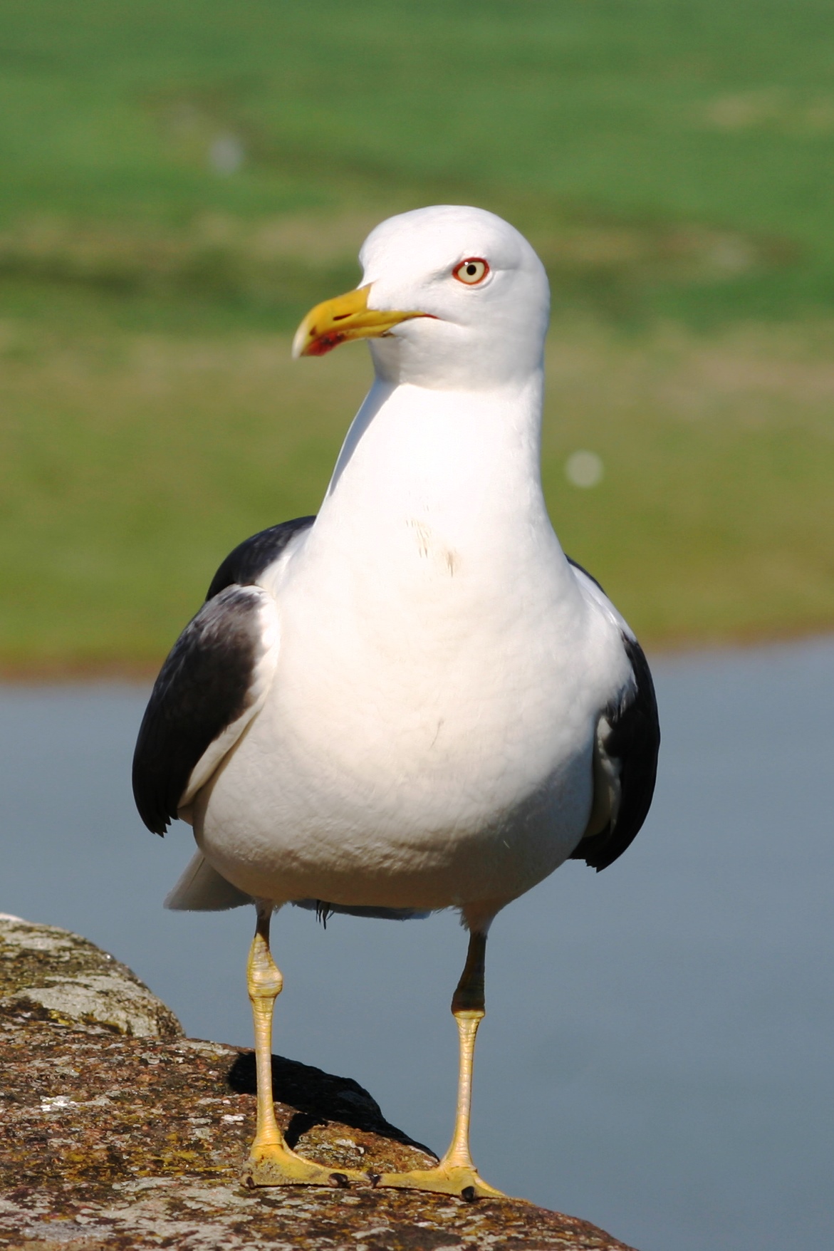 the seagull posing