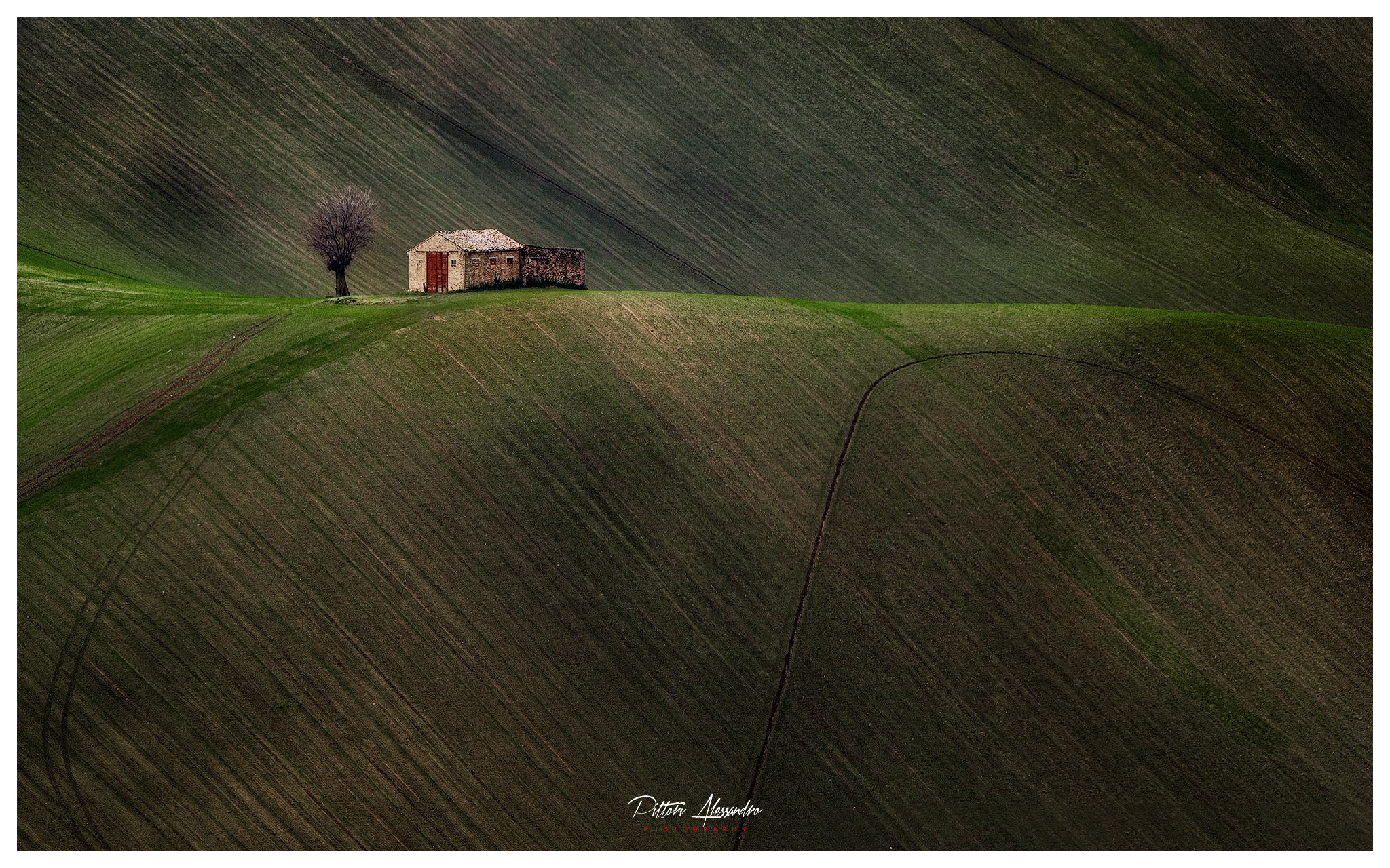 Marchigiana countryside