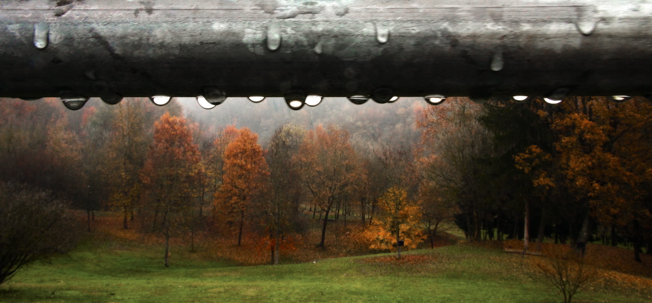 autumn rain .......