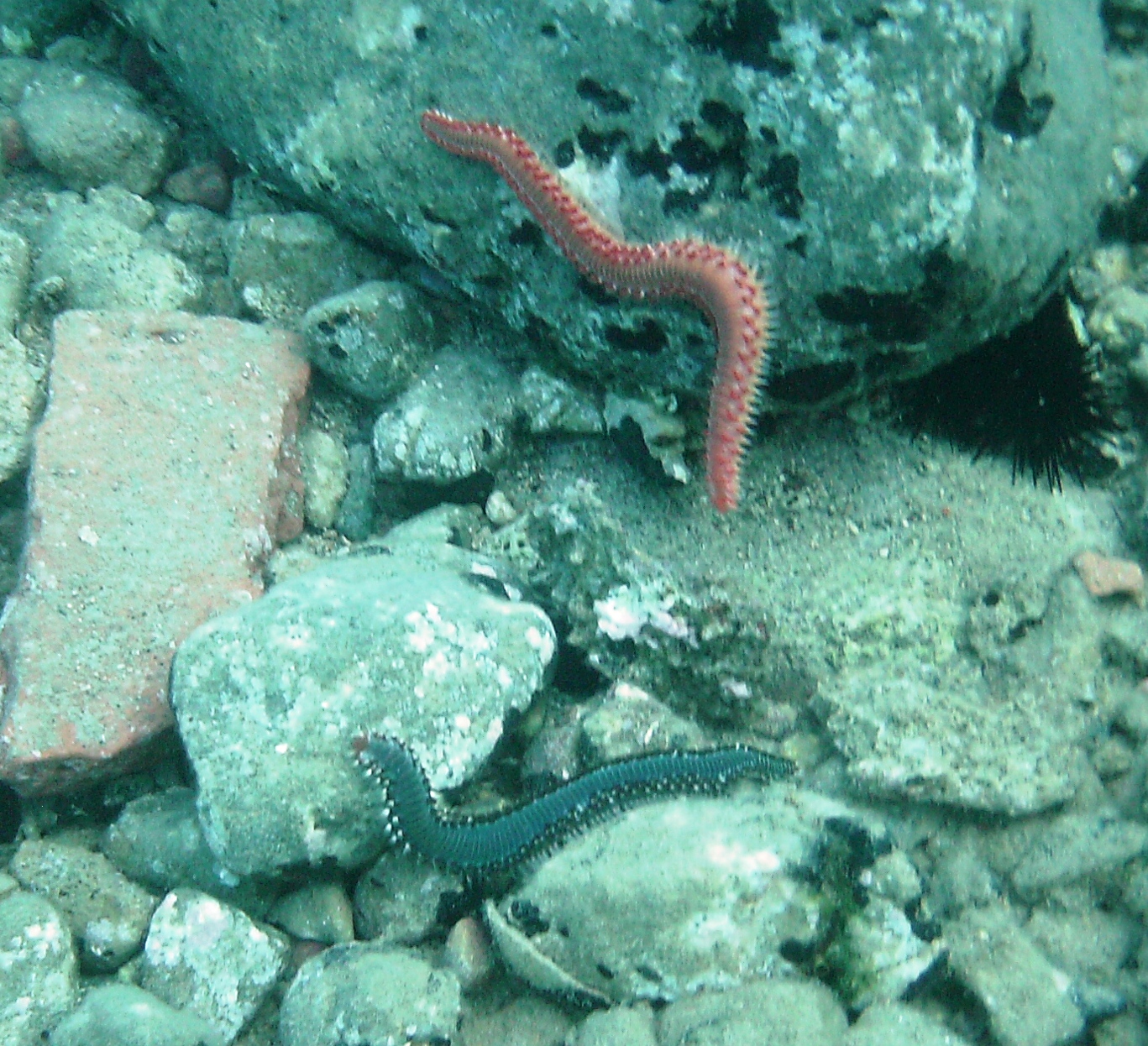 Hermodice carunculata (vermocane) 9/2010 Peloponneso