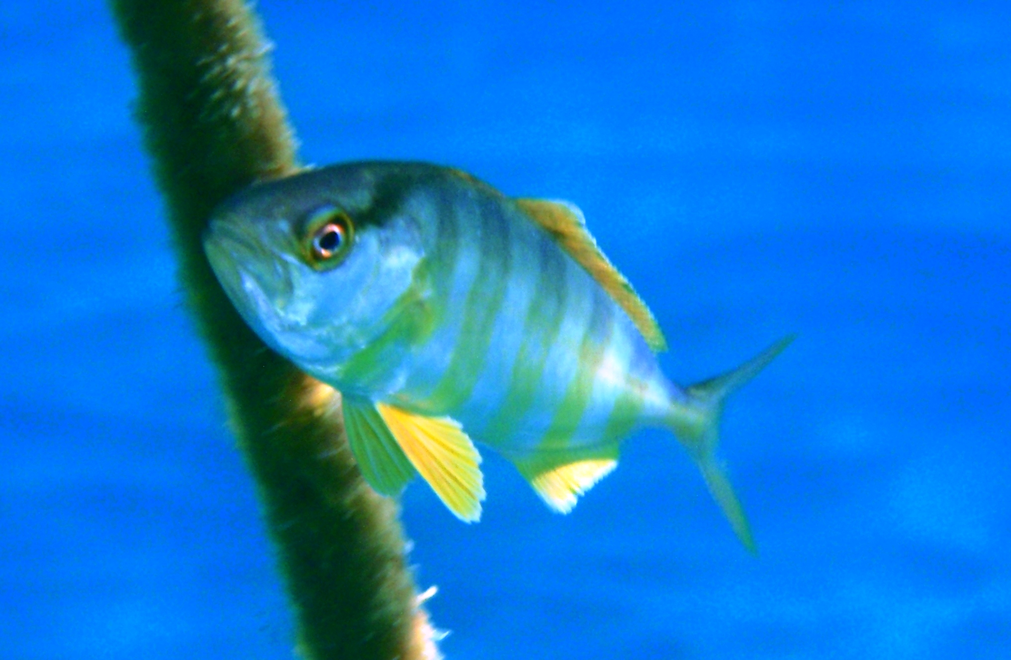 Pesce pilota (Naucrates ductor) Sanremo luglio 2012