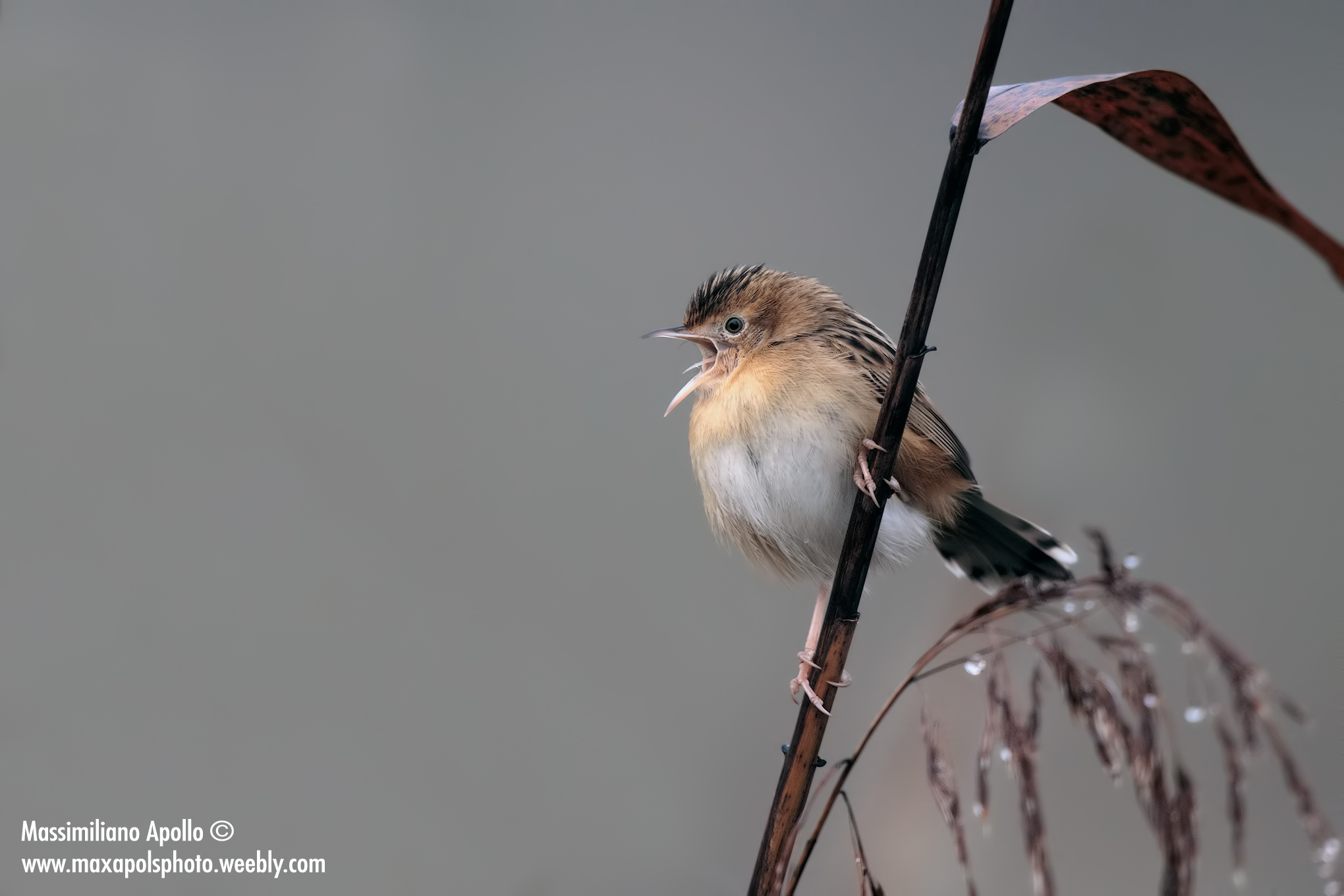 richiamo nella nebbia..