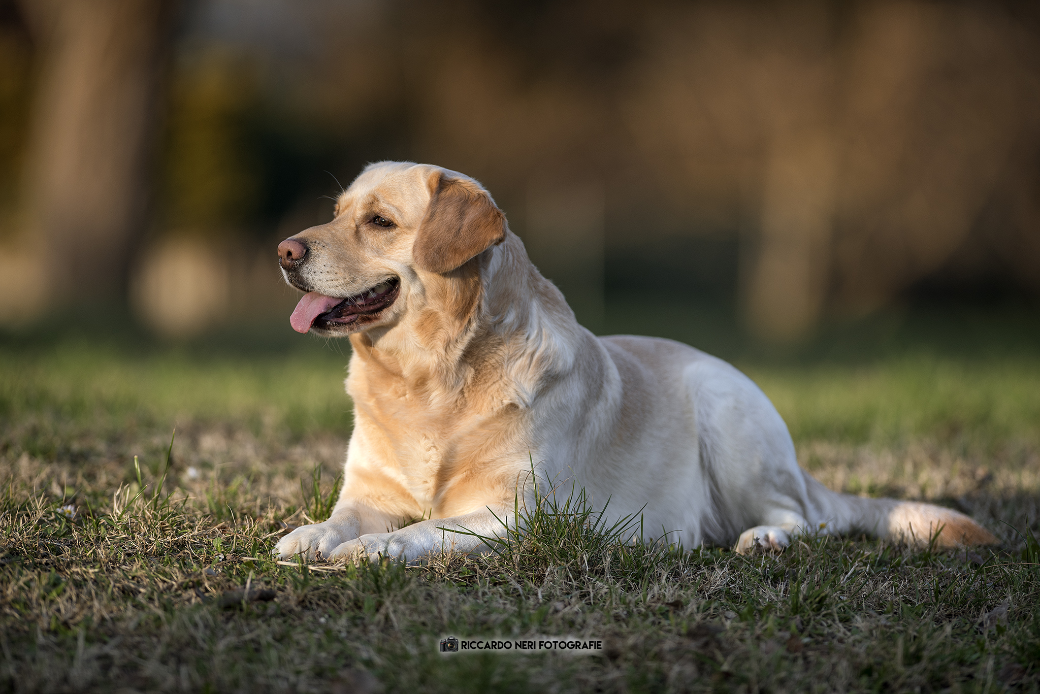 Tortello stravaccato
