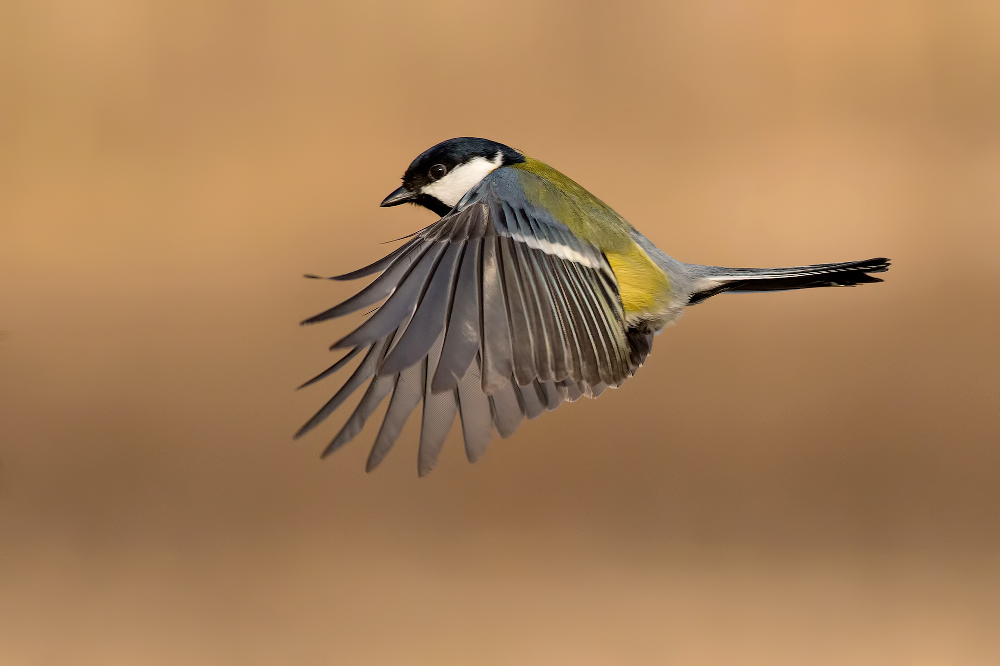 Great tit at .... flight 2