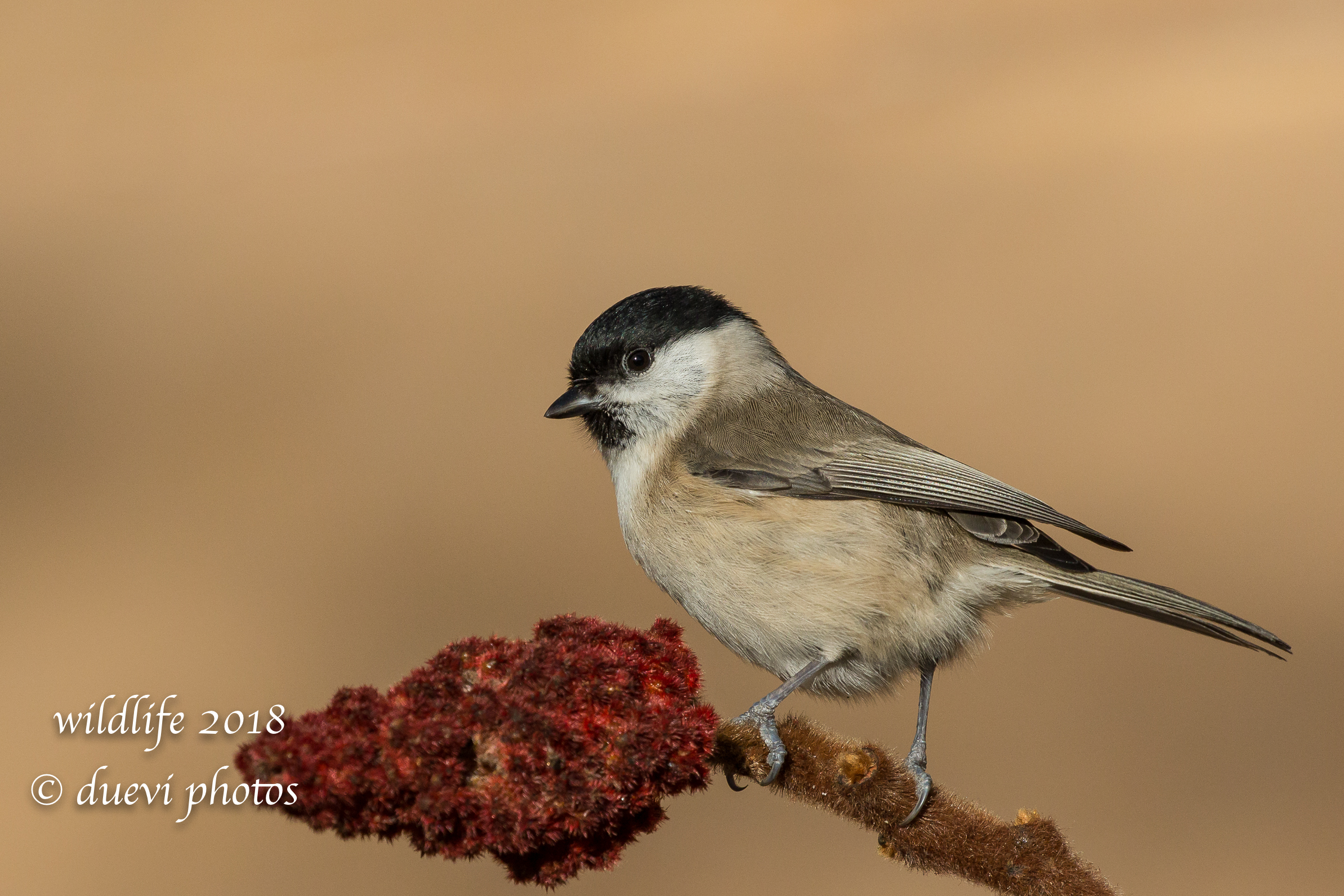 The beautiful beast - Poecile palustris