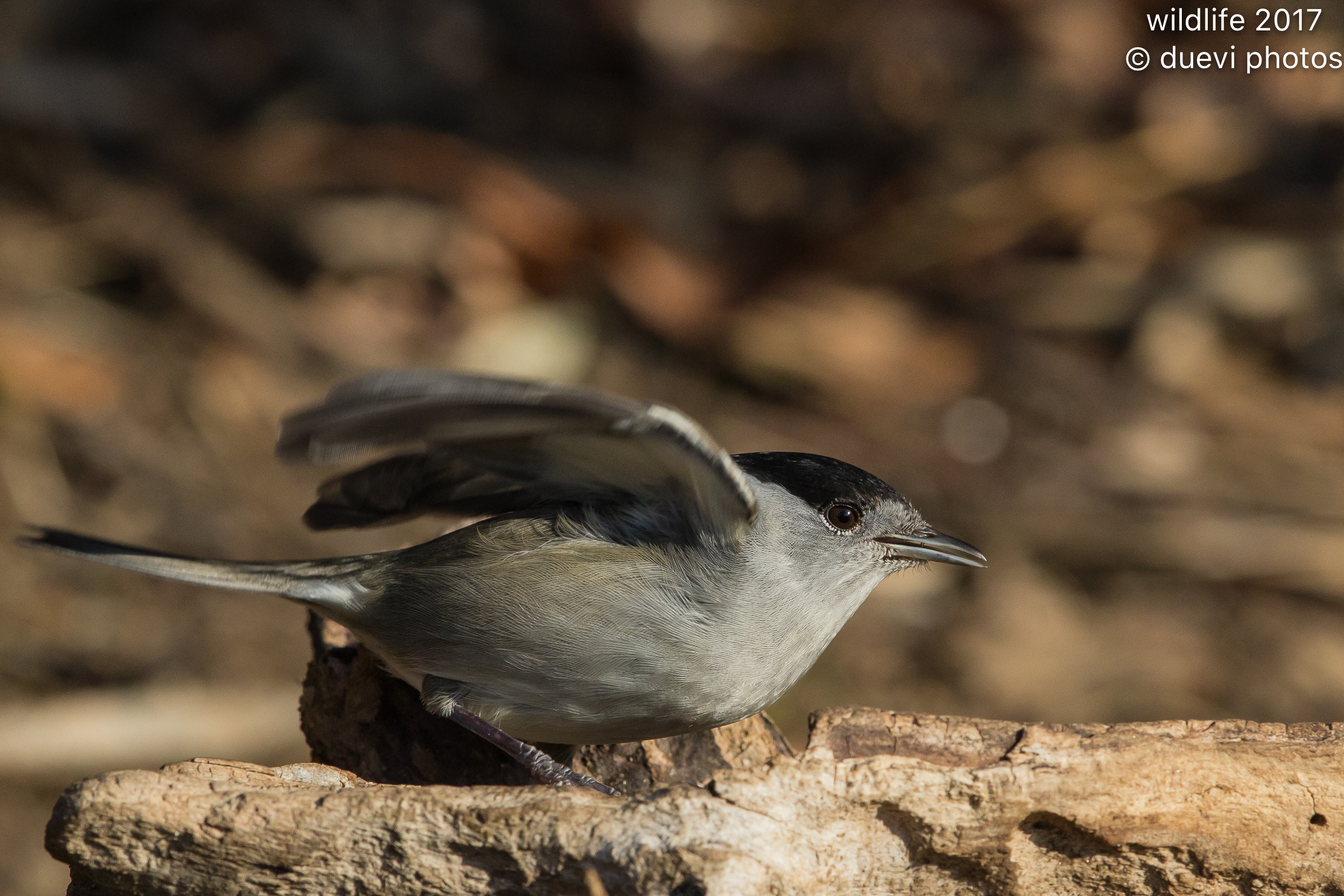 Blackcap