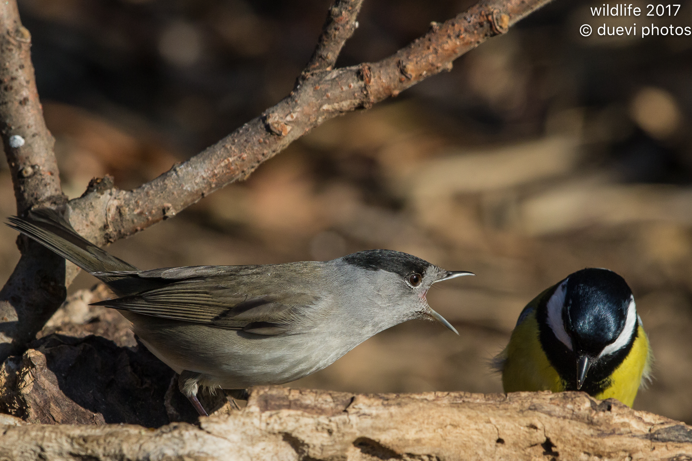 Blackcap