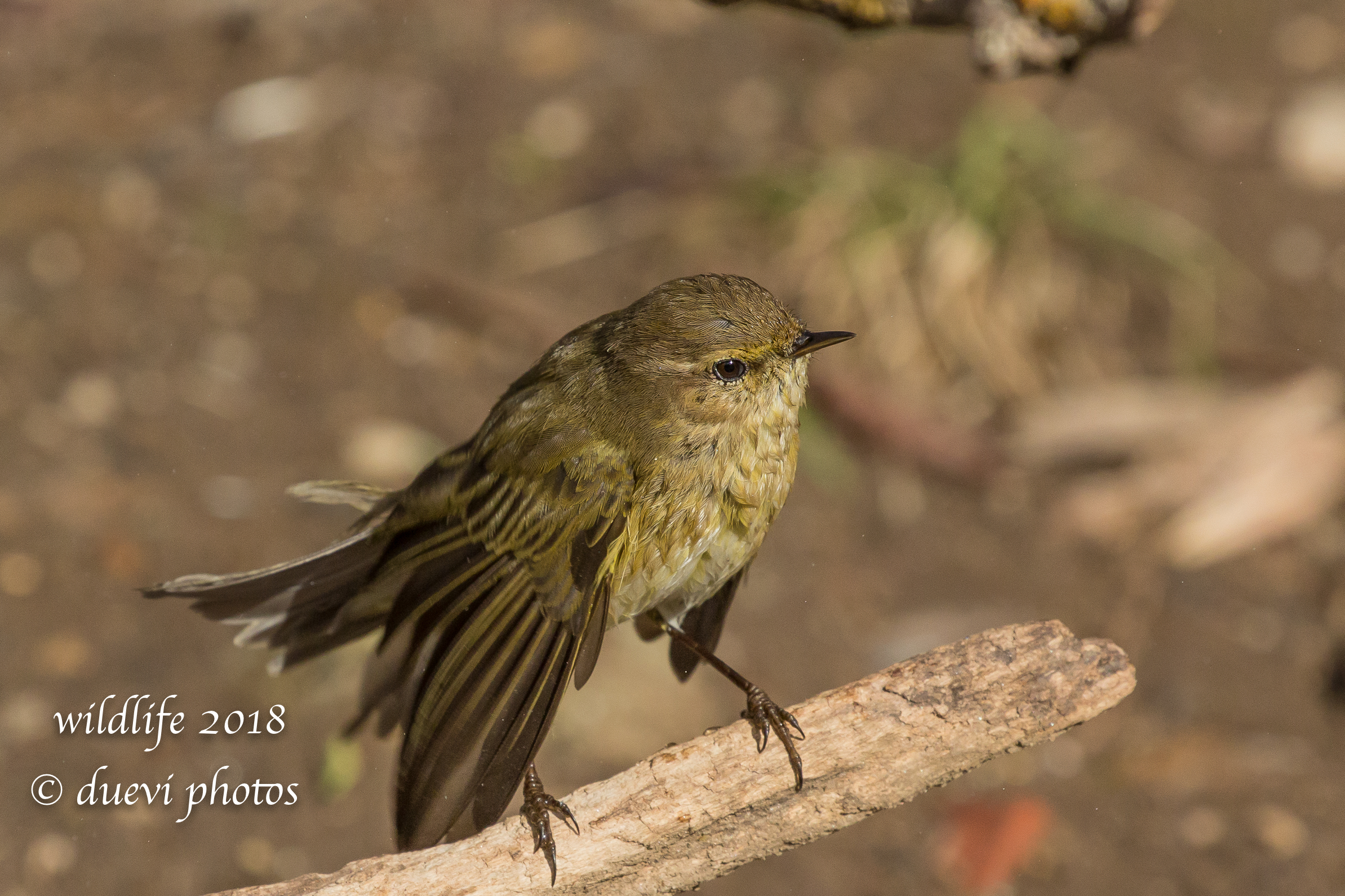 Luì piccolo - Phylloscopus collybita