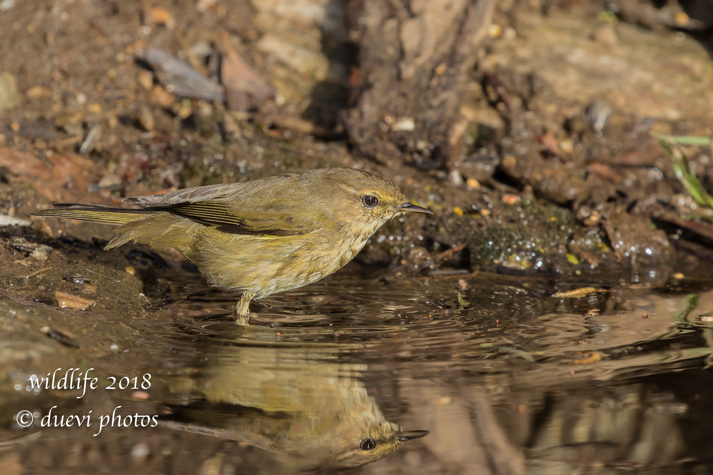 Luì piccolo - Phylloscopus collybita