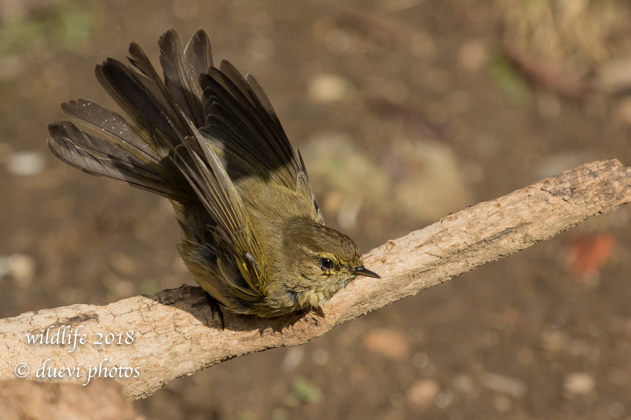 Luì piccolo - Phylloscopus collybita