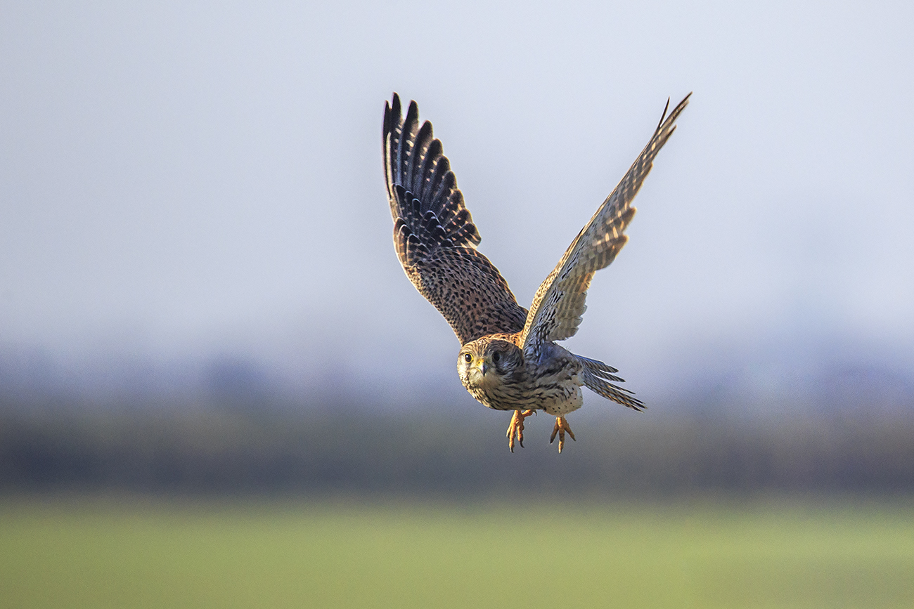 Female kestrel in flight