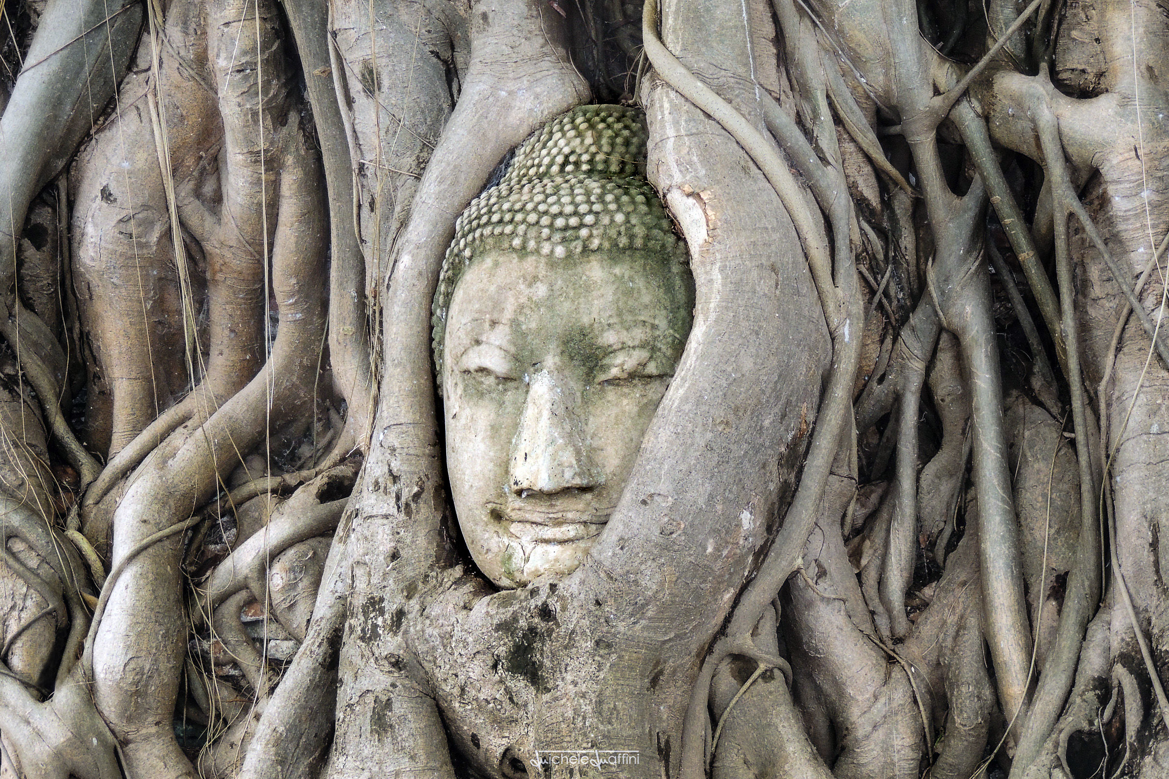 Thailand - Wat Phra Mahathat - Buddha among roots