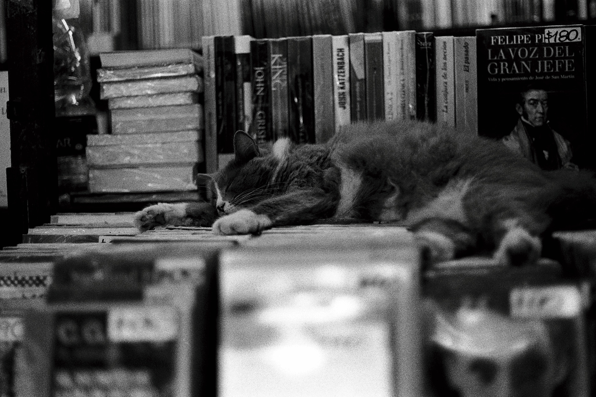 My next reincarnation