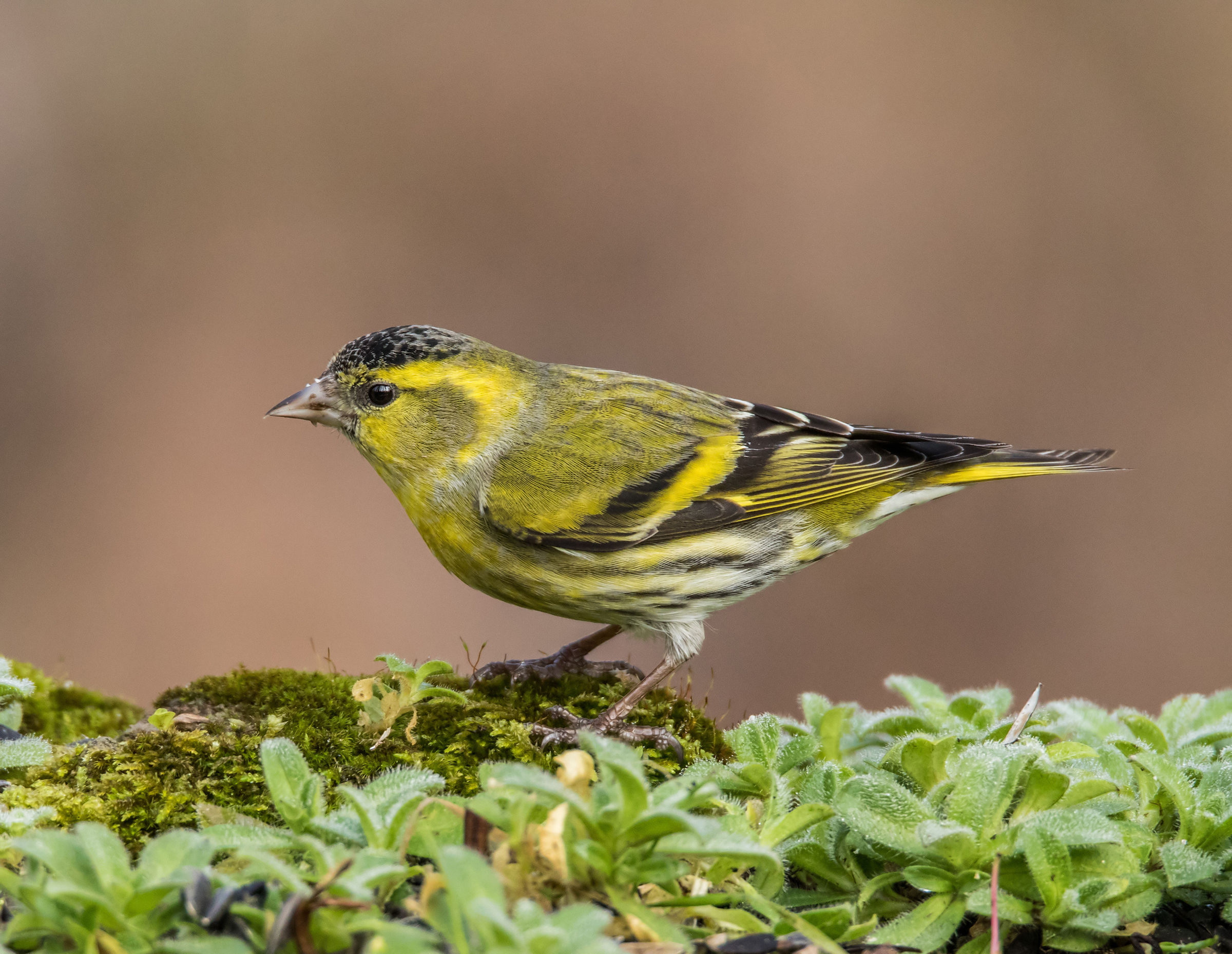 Siskin