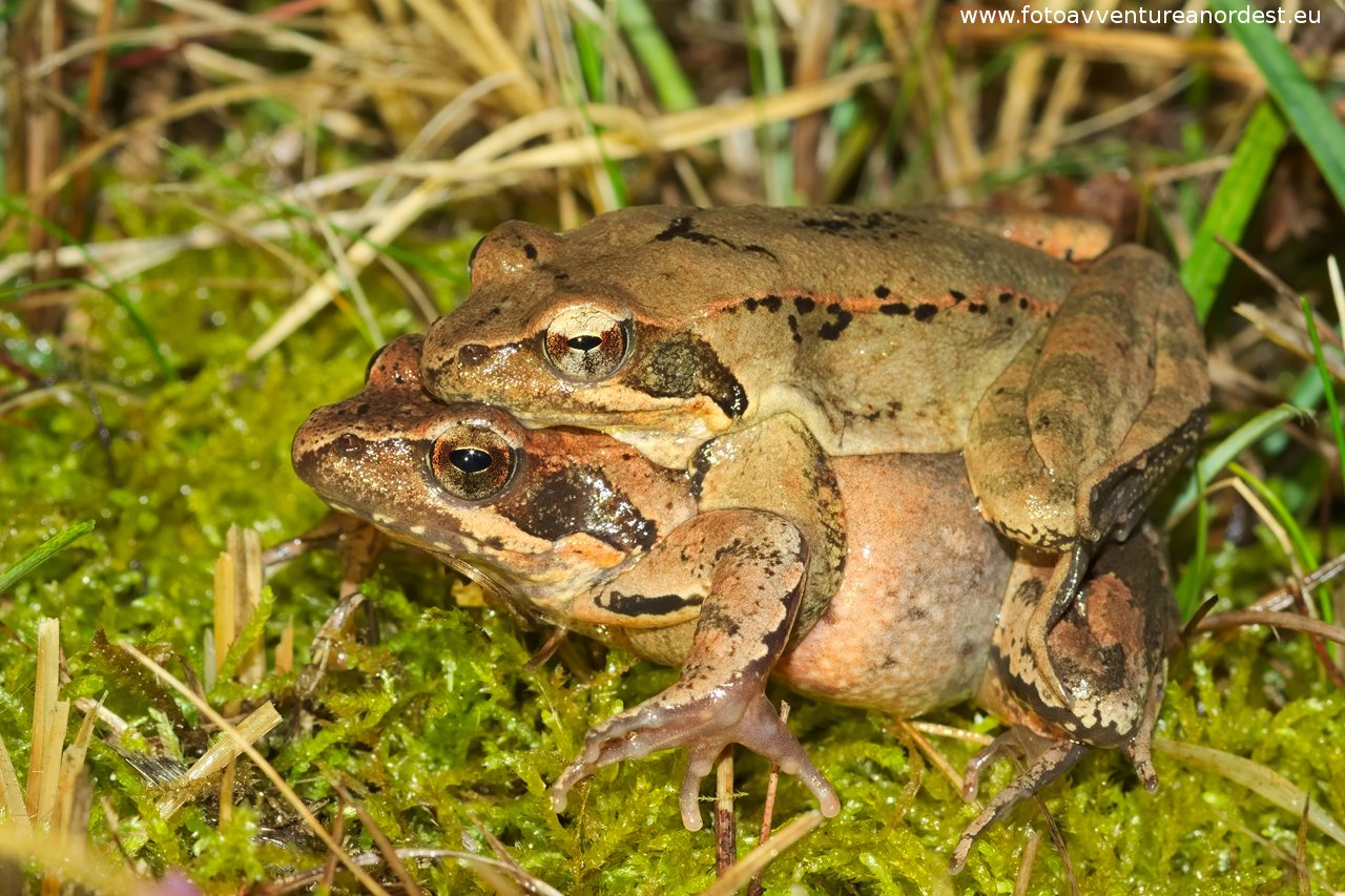 Lataste frog in mating