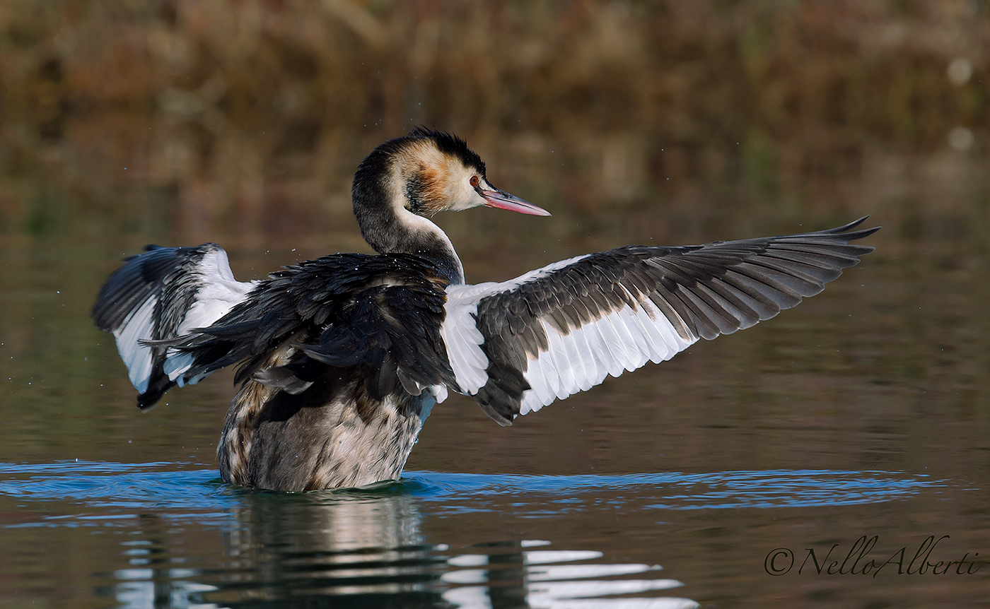 Great Crested Grebe