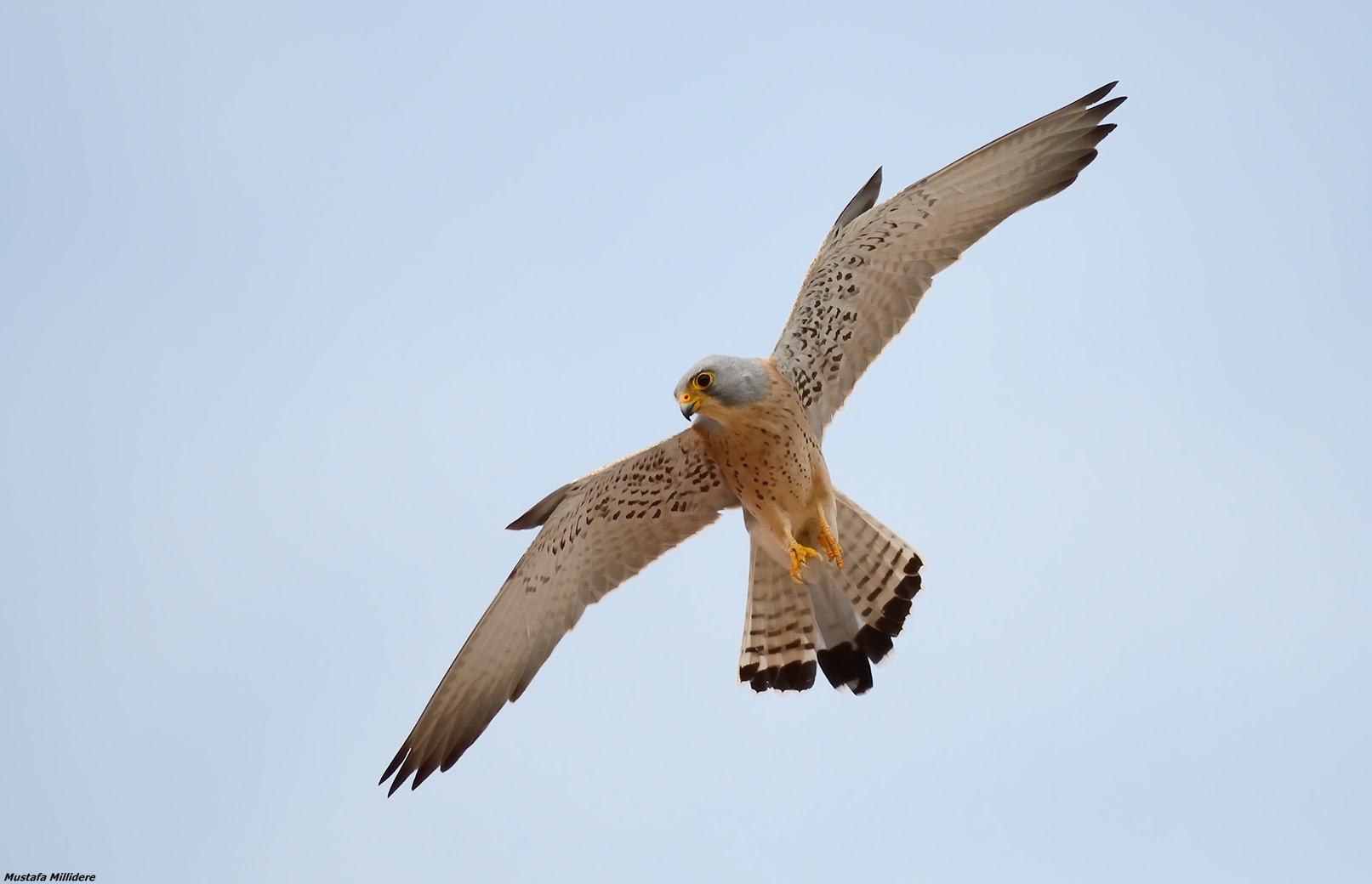 Kestrel ...