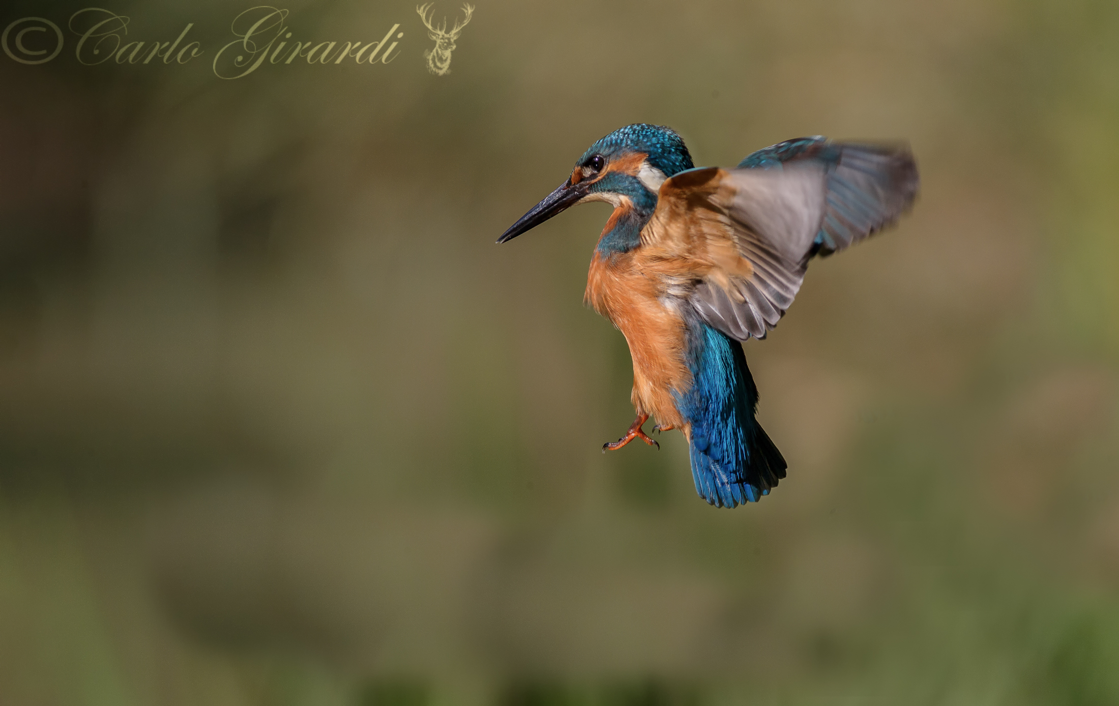 Holy Spirit of the Martin