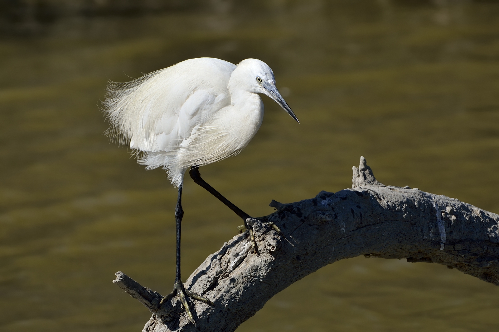 Egret