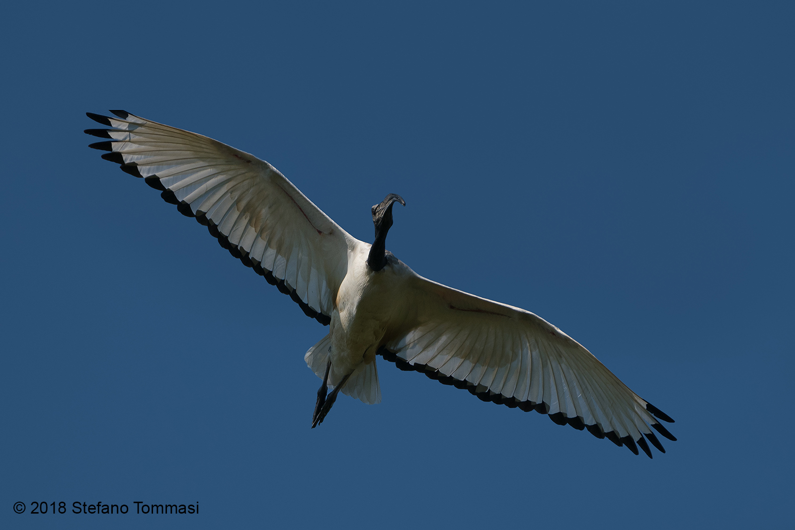 Ibis sacro in volo