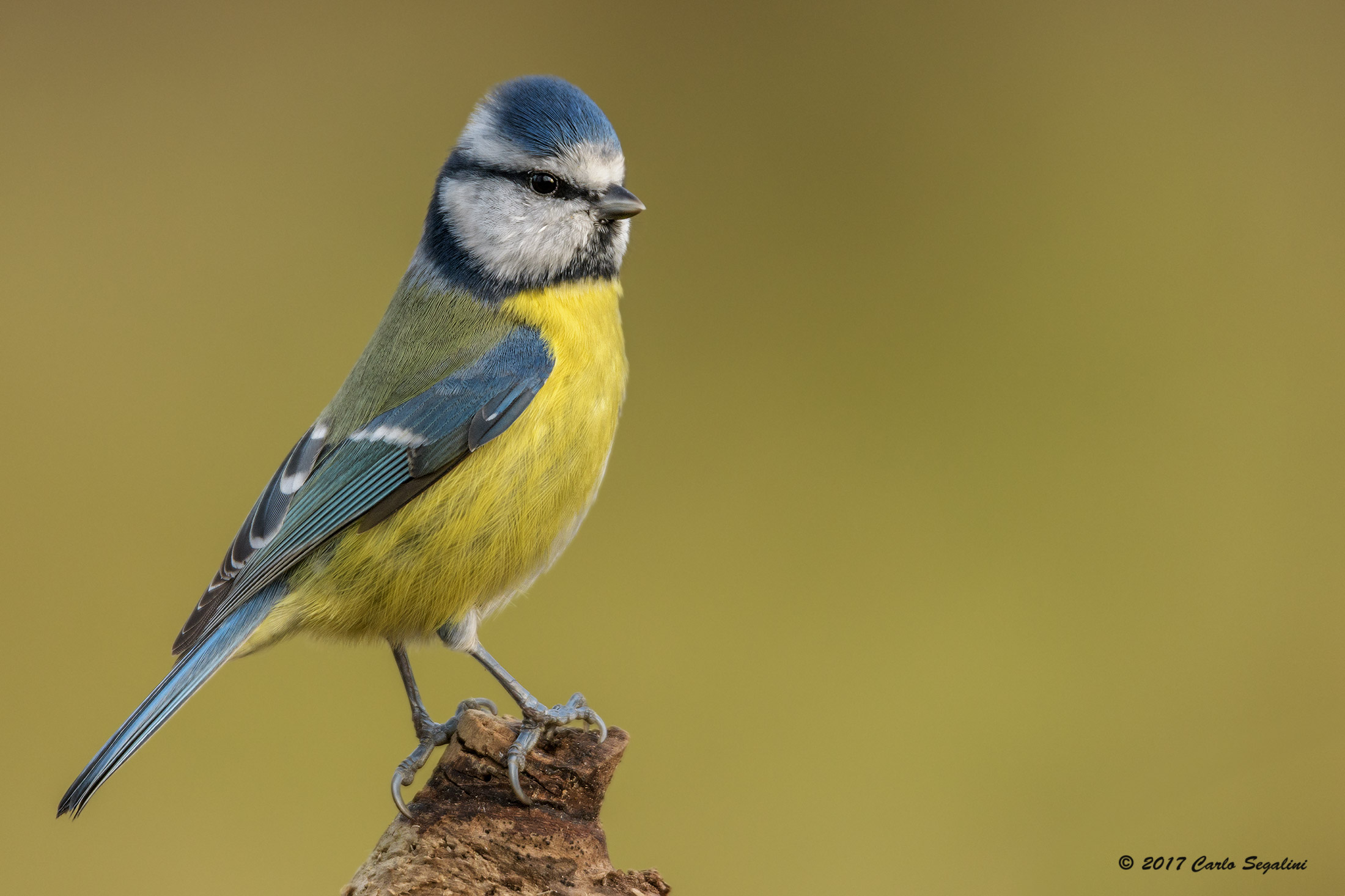 A nice blue tit visiting my hut