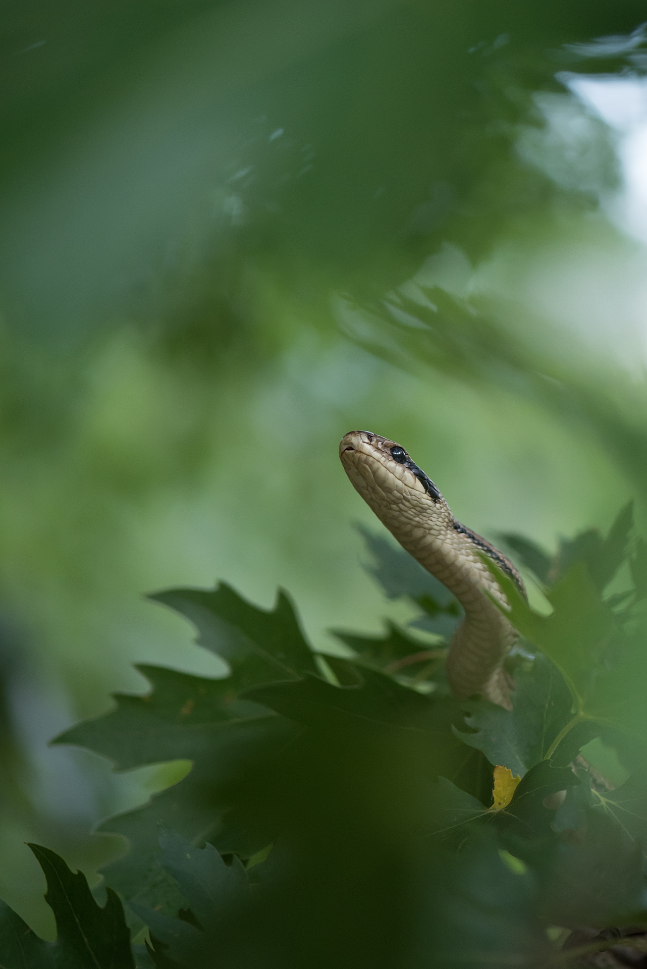 Cervone (Elaphe quatuorlineata)