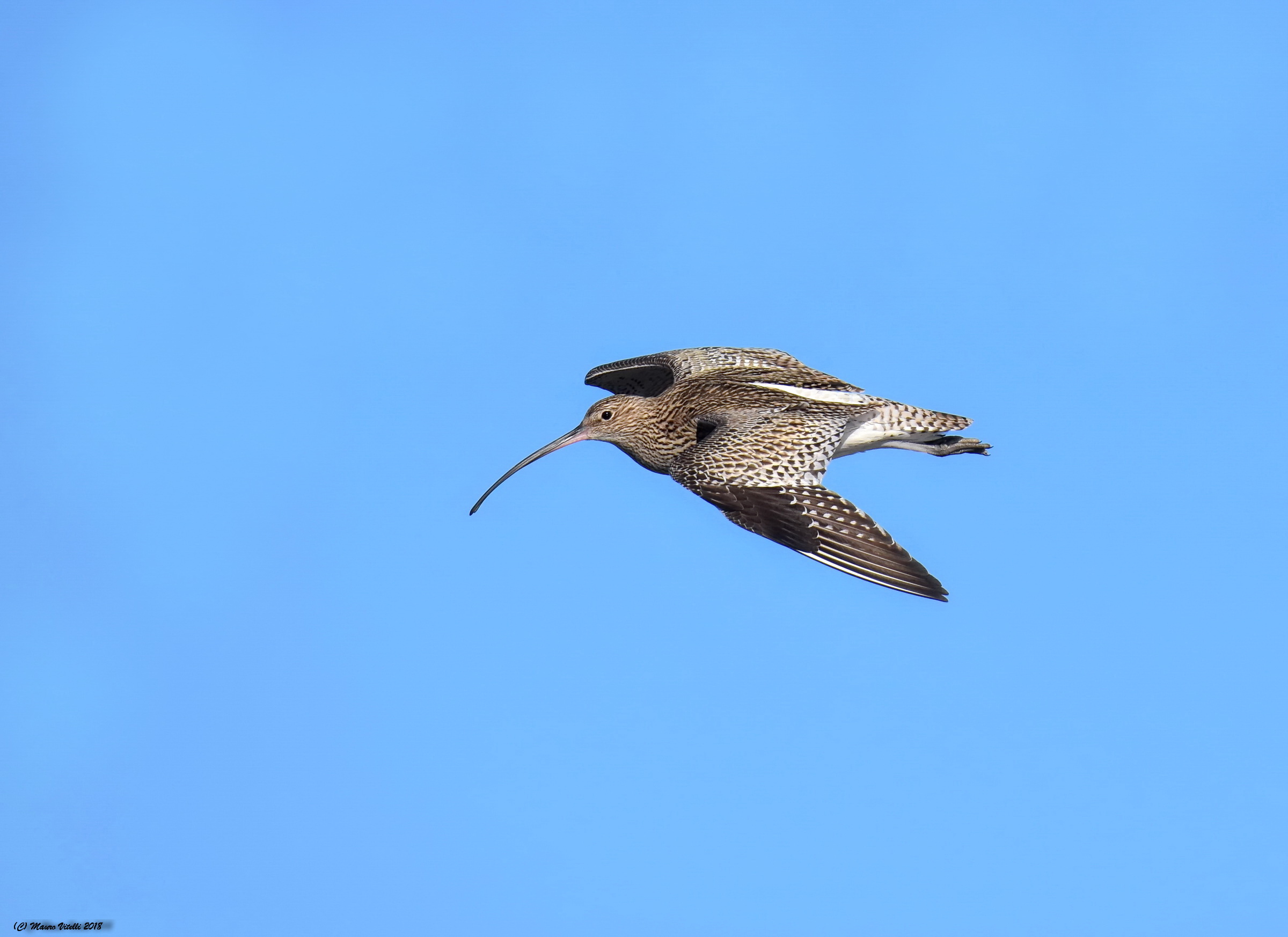 Il maggiore in volo (Chiurlo - Numenius arquata)