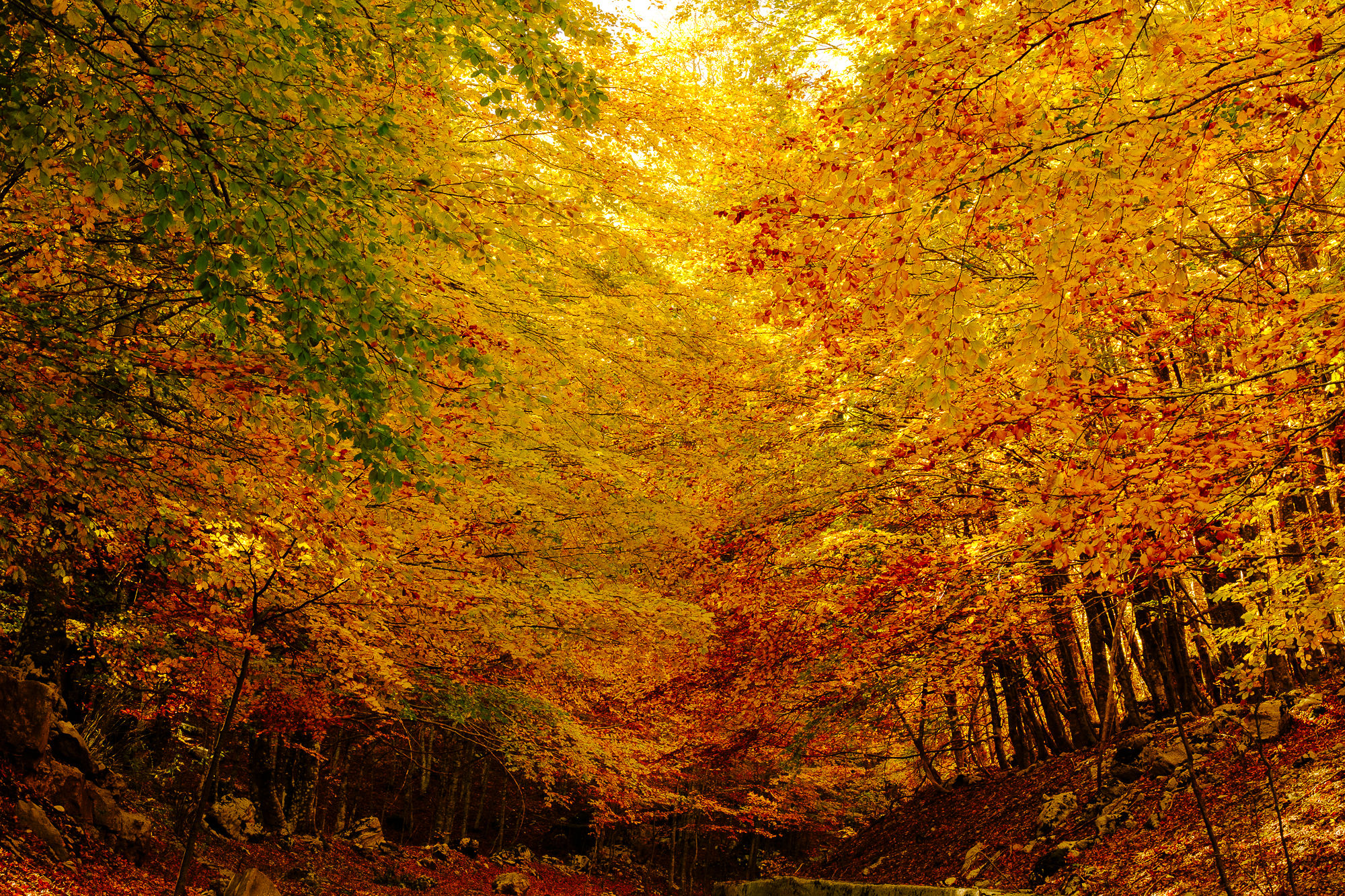 Tutti i colori dell'autunno