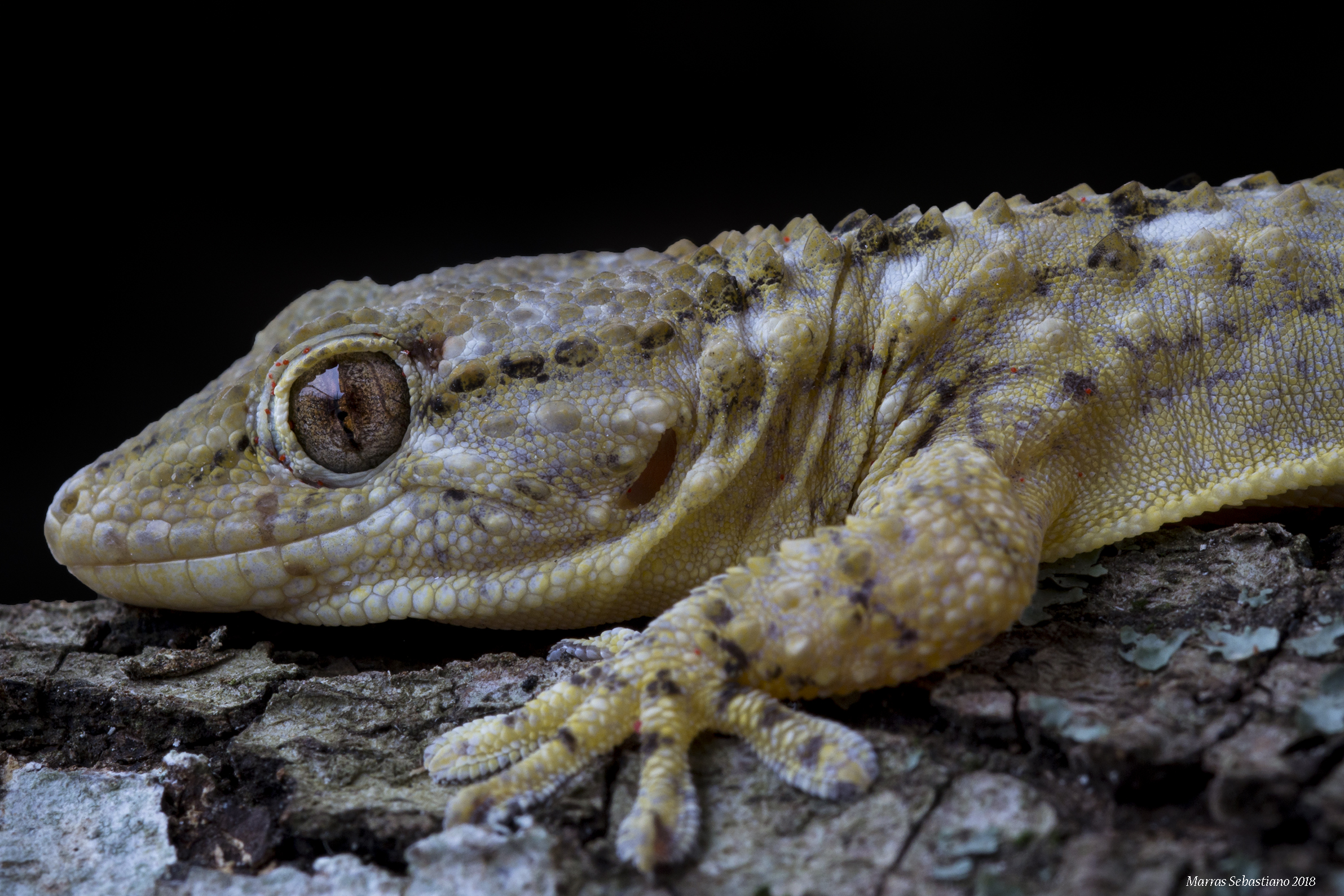 Mauritanian Tarentola