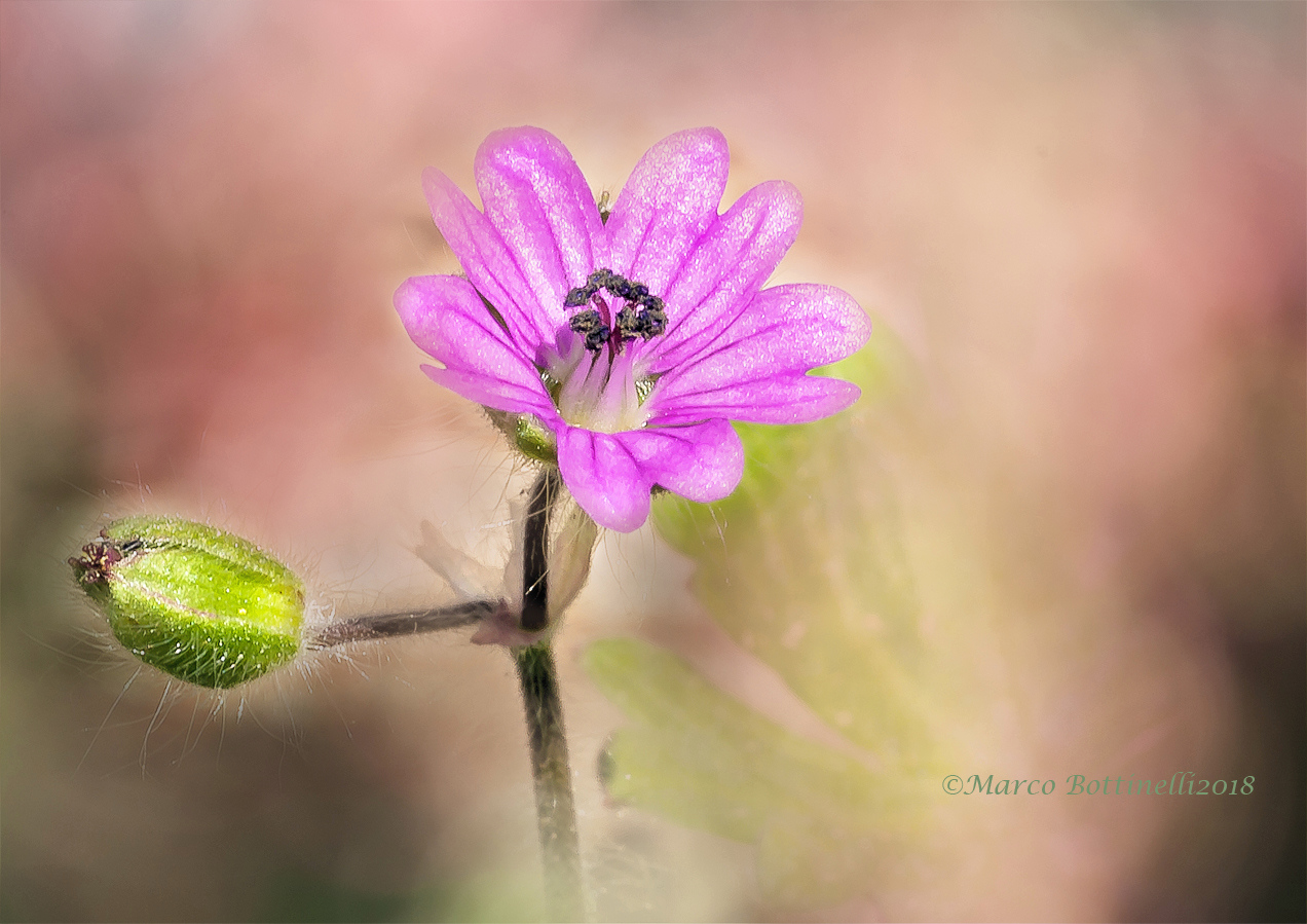 Wild geranium