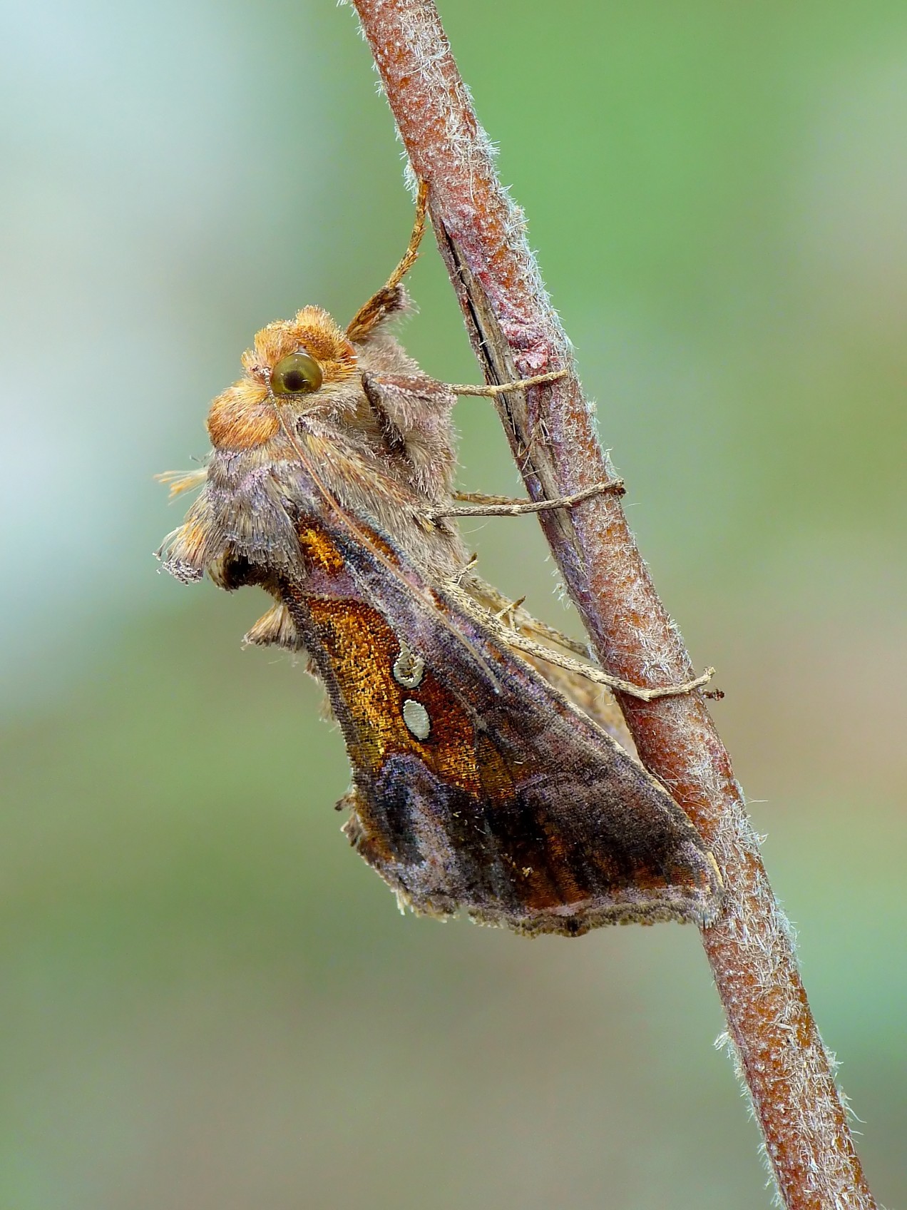 Noctuidae del Genere Chrysodeixis