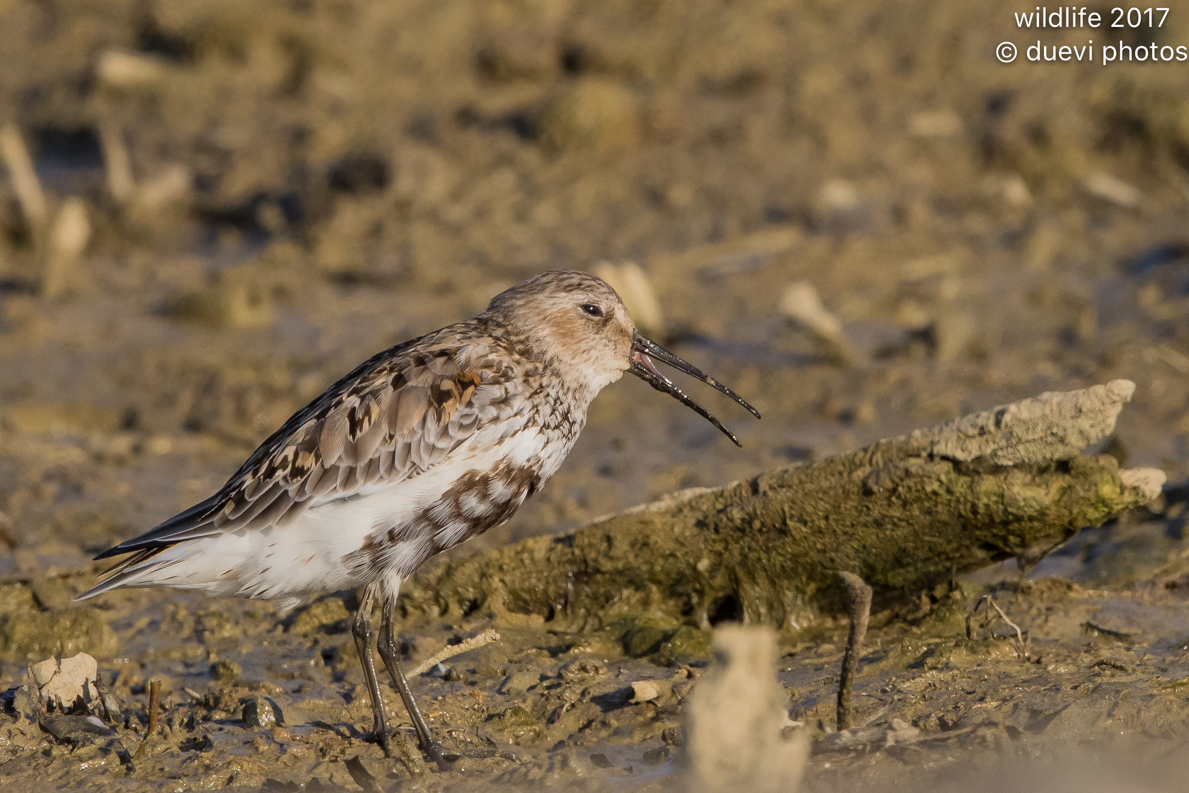 Pancianera sandpiper