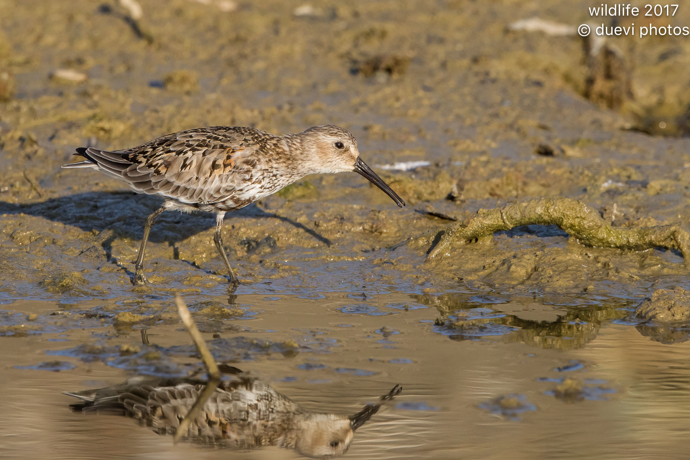 Pancianera sandpiper