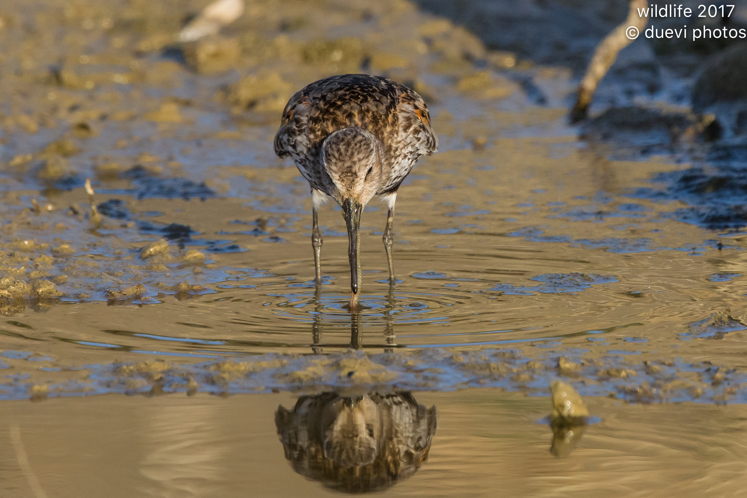 Pancianera sandpiper
