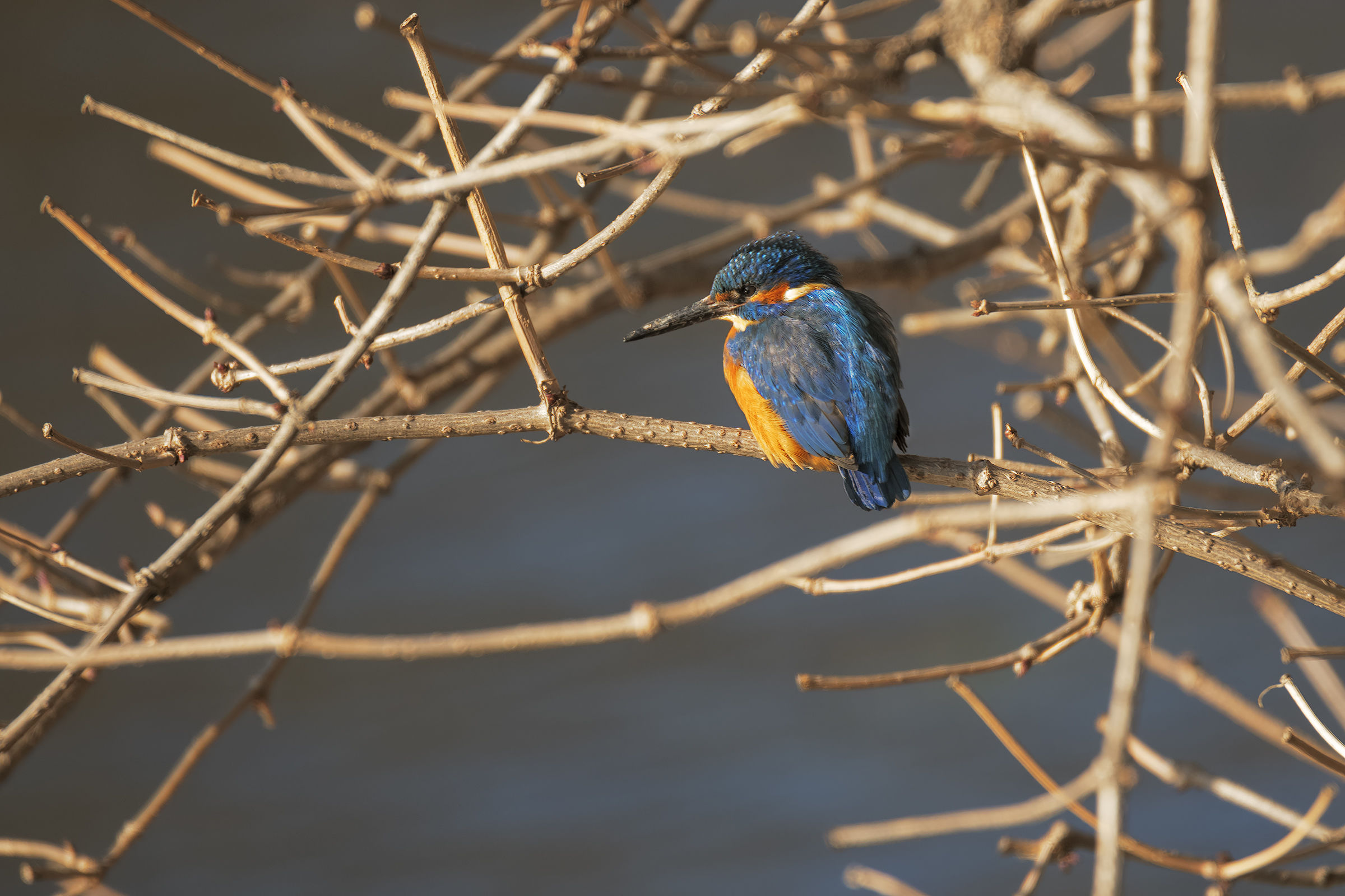 martino a7r3 tam150-600