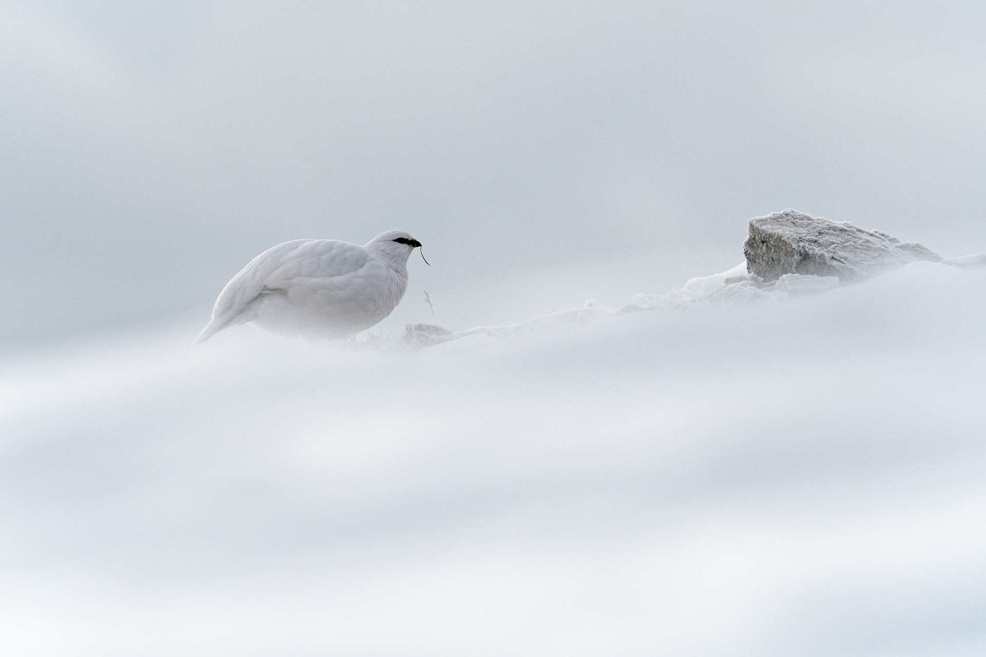 Il duro inverno della pernice bianca