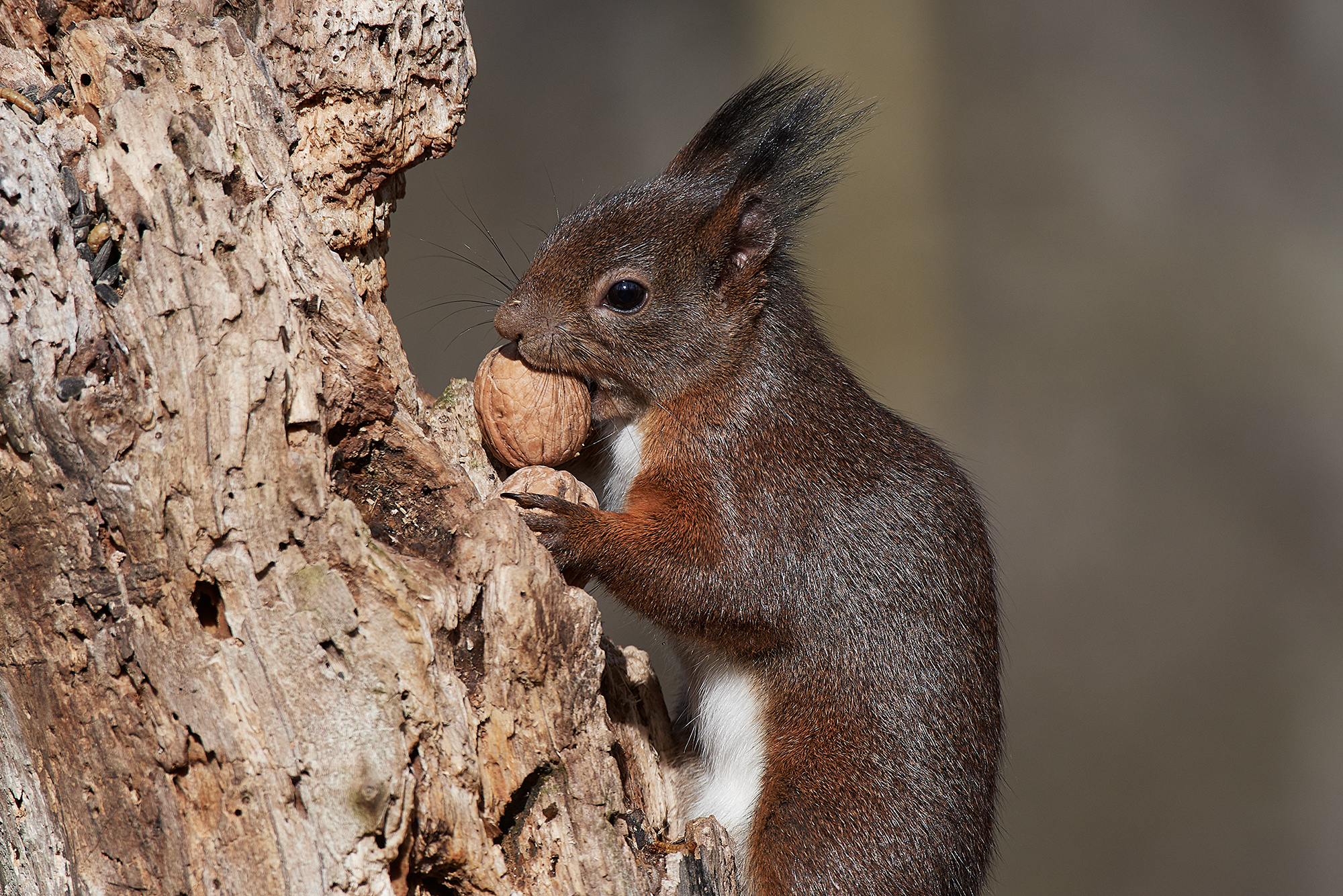Due noci è meglio di una