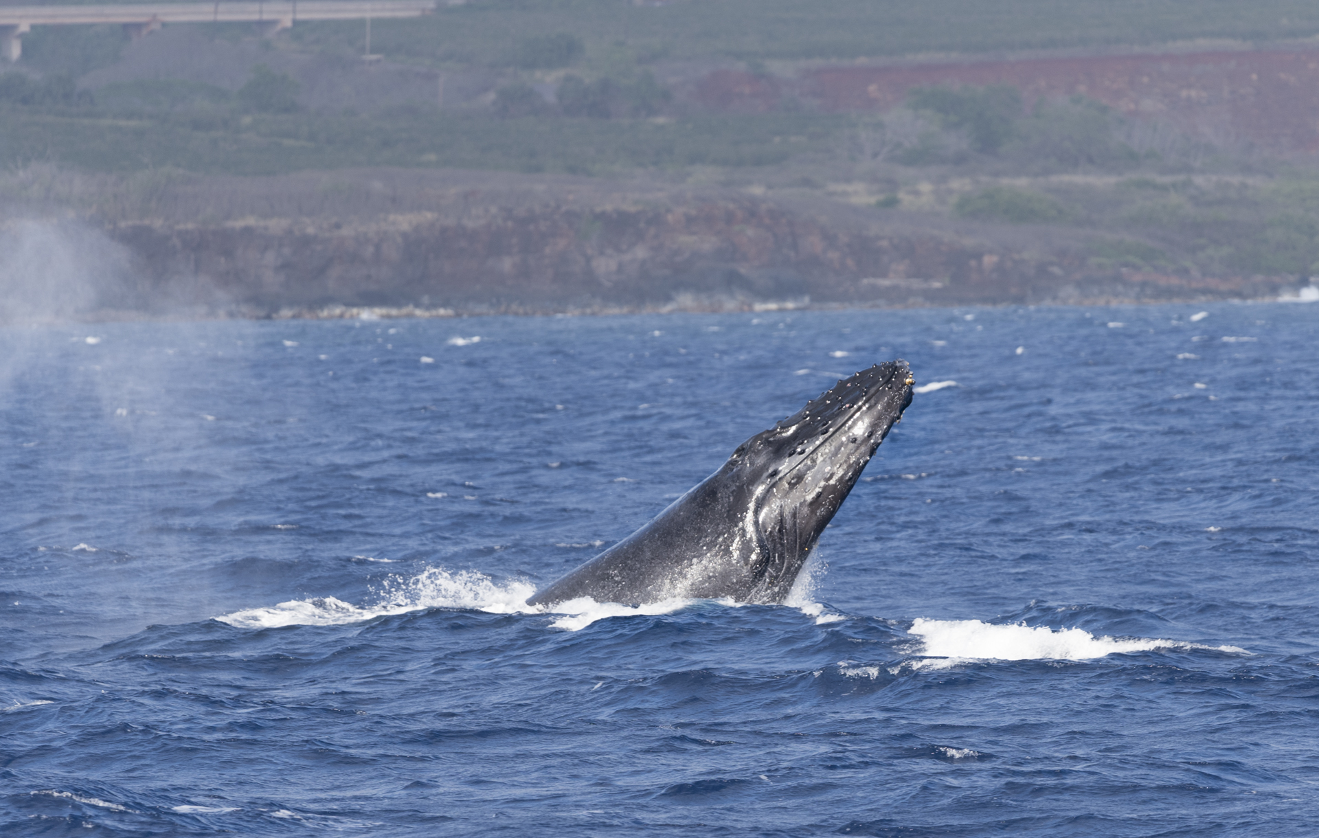 Humpback whale (Humpback)