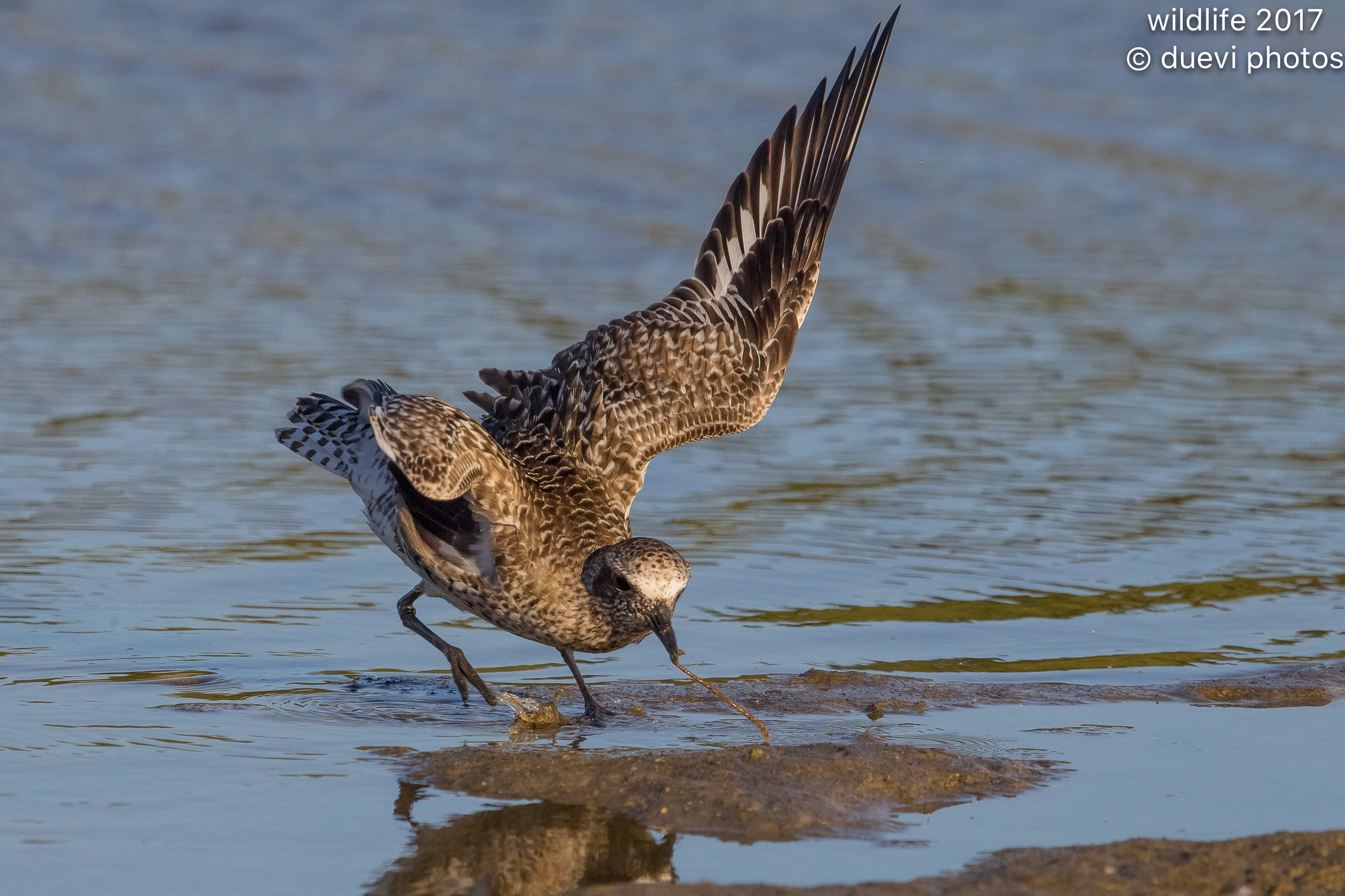 Gray Plover