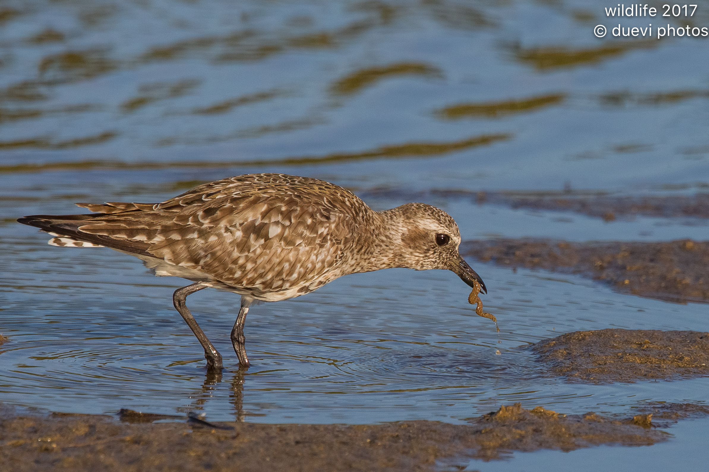 Gray Plover