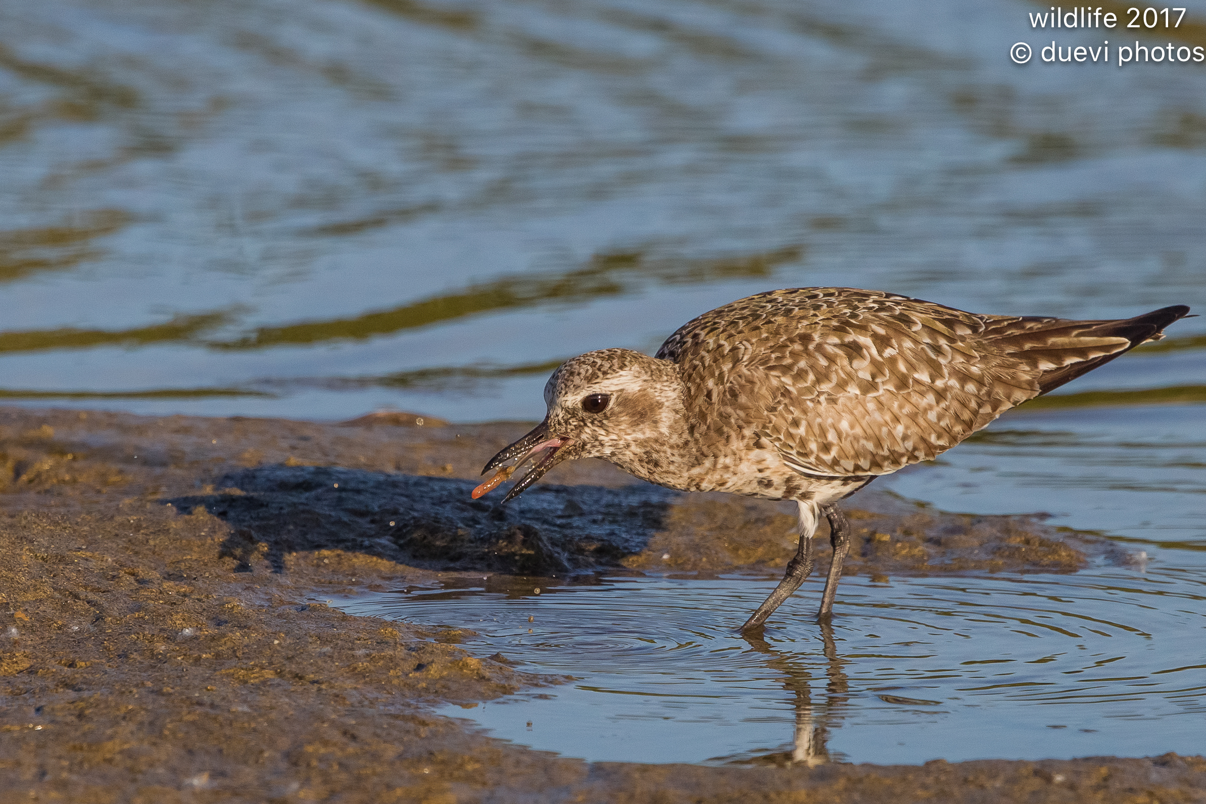 Gray Plover