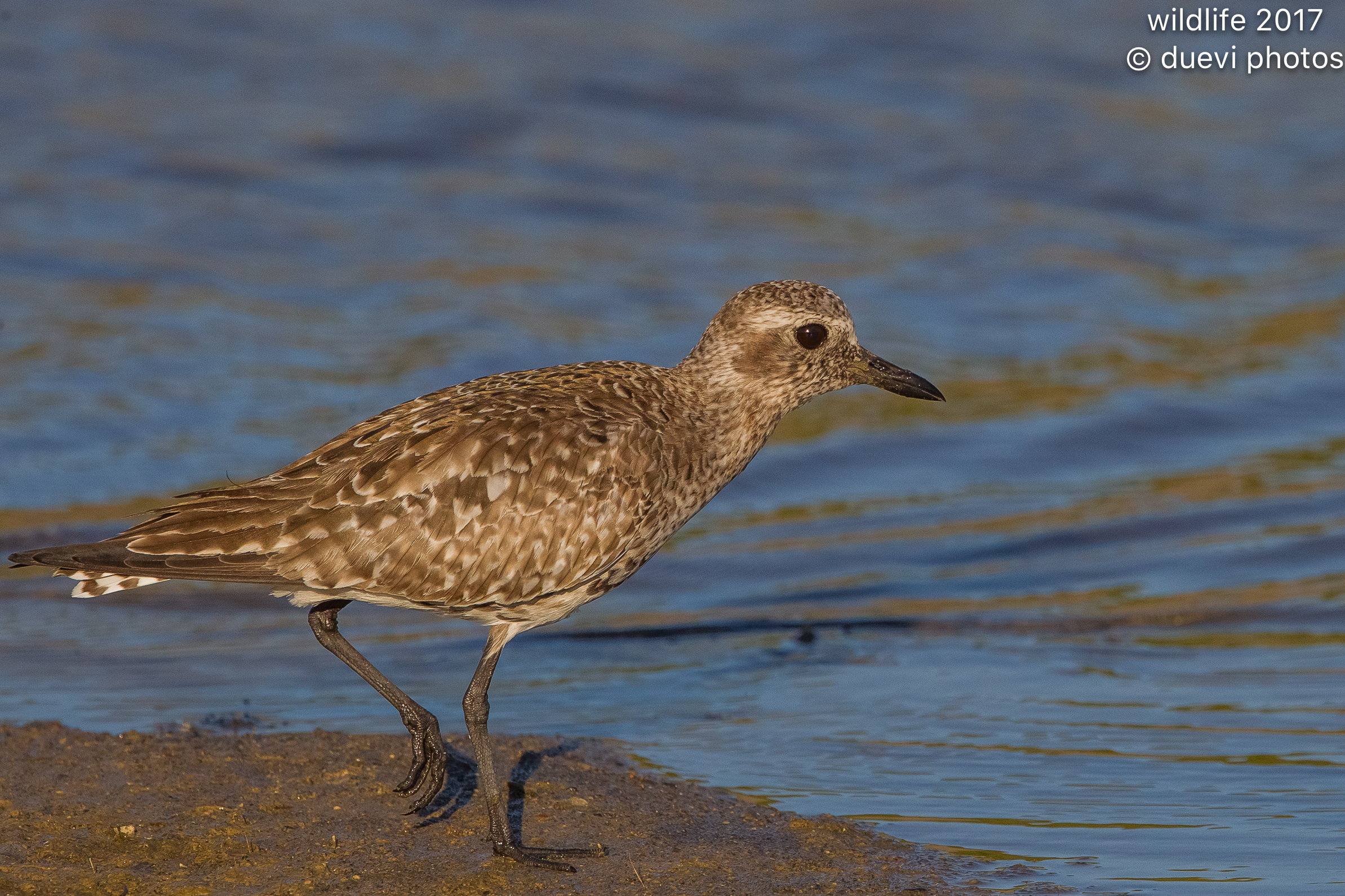 Gray Plover