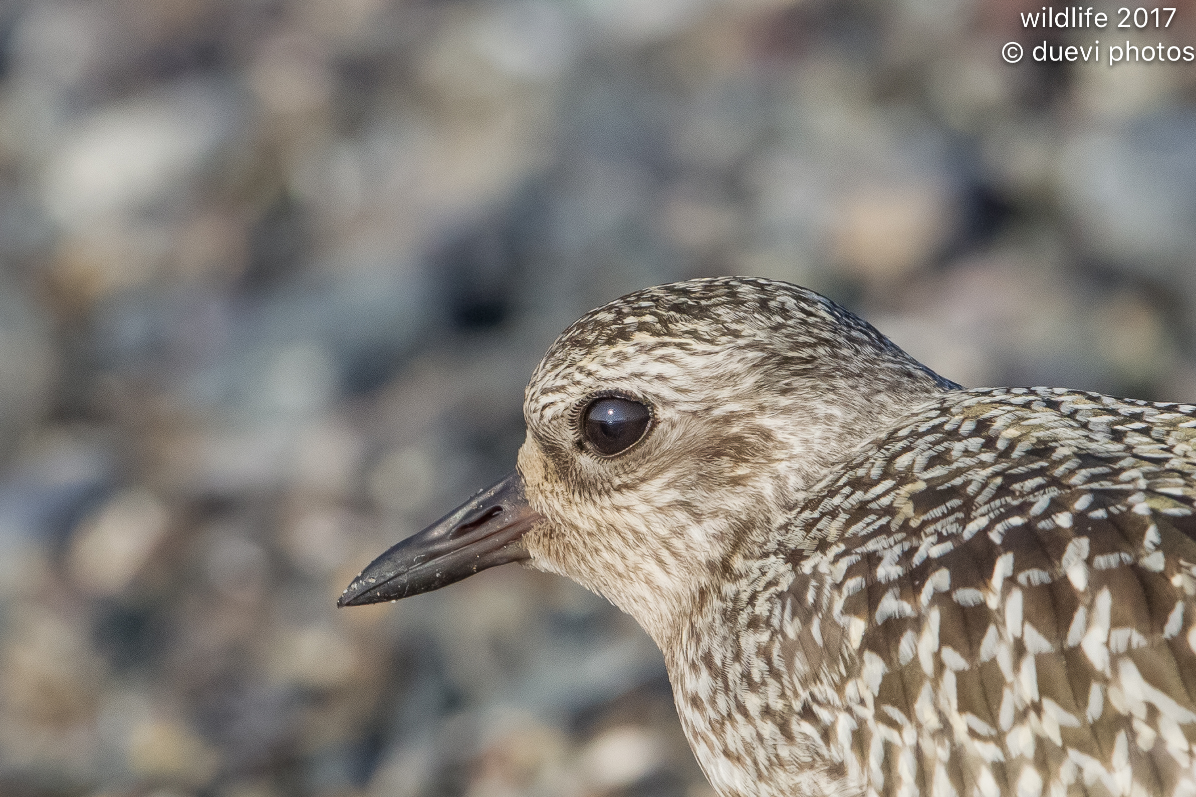 Portrait - Pluvialis squatarola
