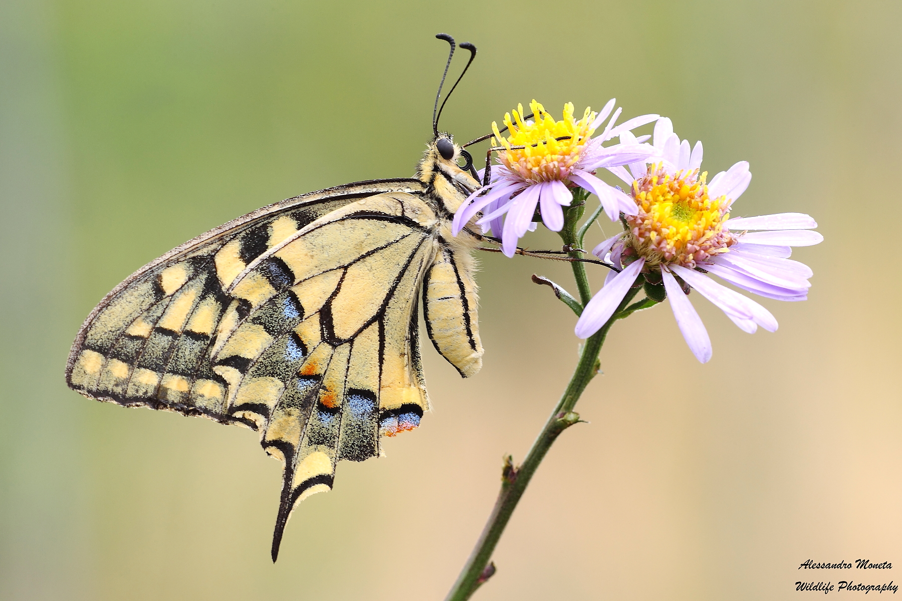 Machaon