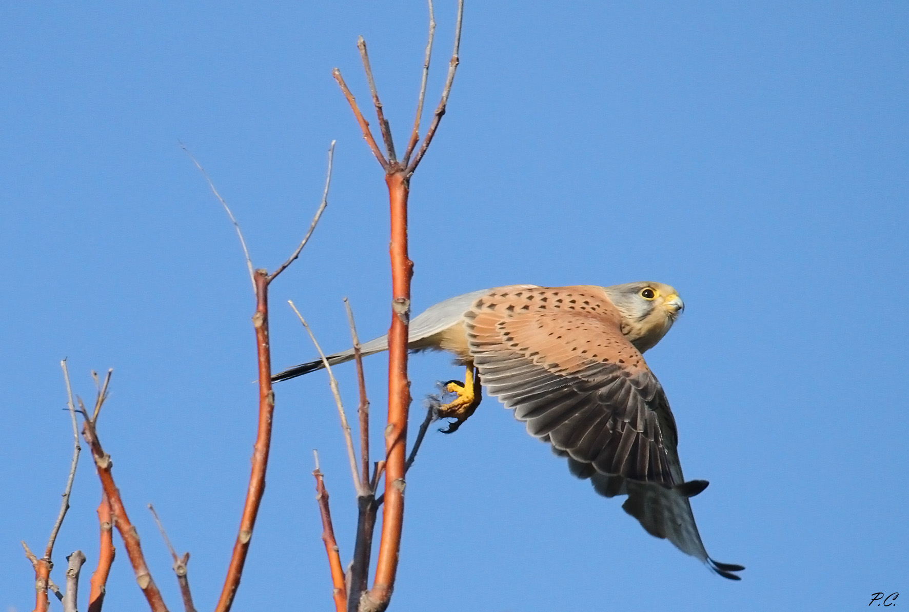 Kestrel with remains of predation