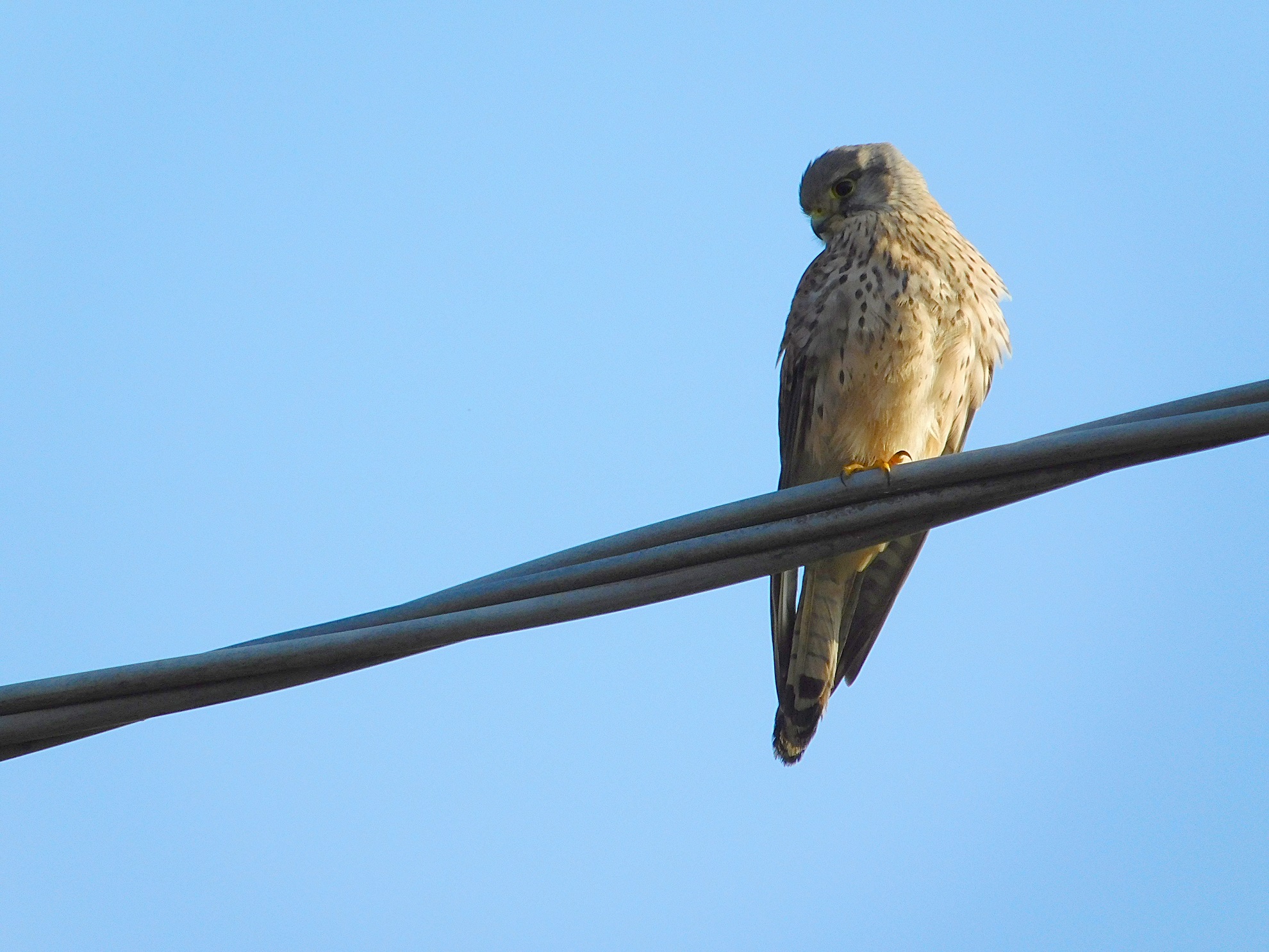 kestrel of franci