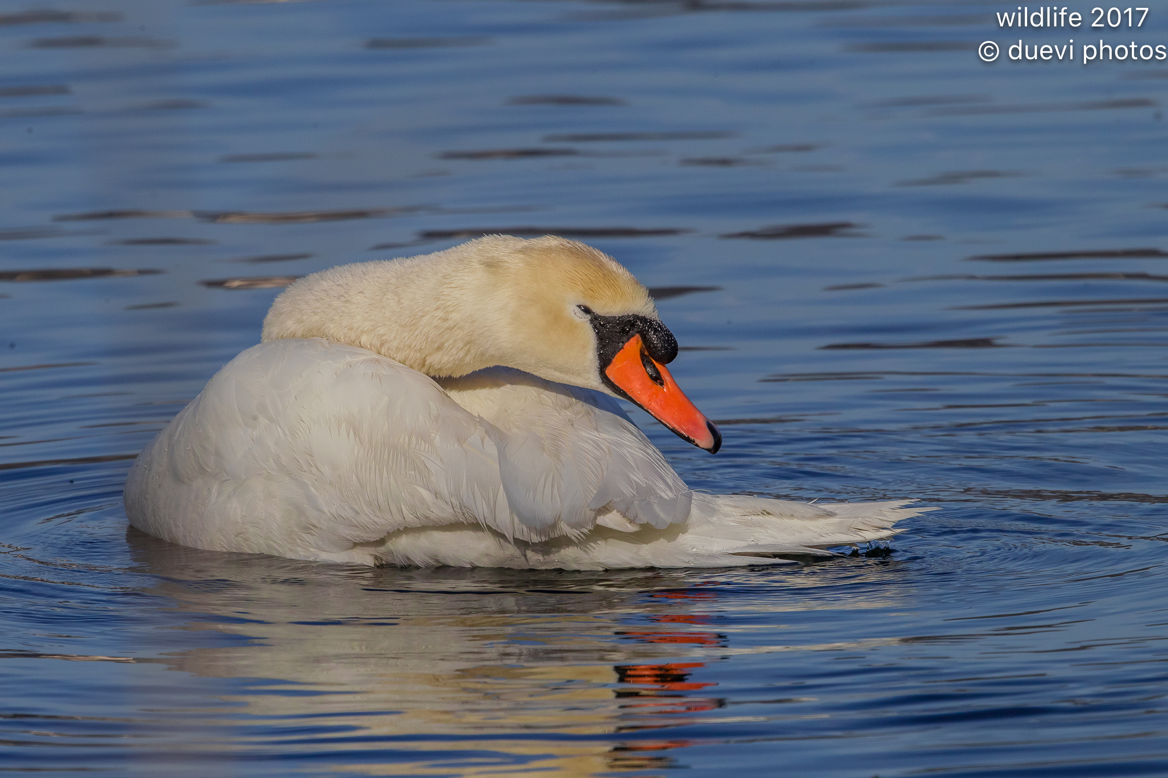 Mute Swan