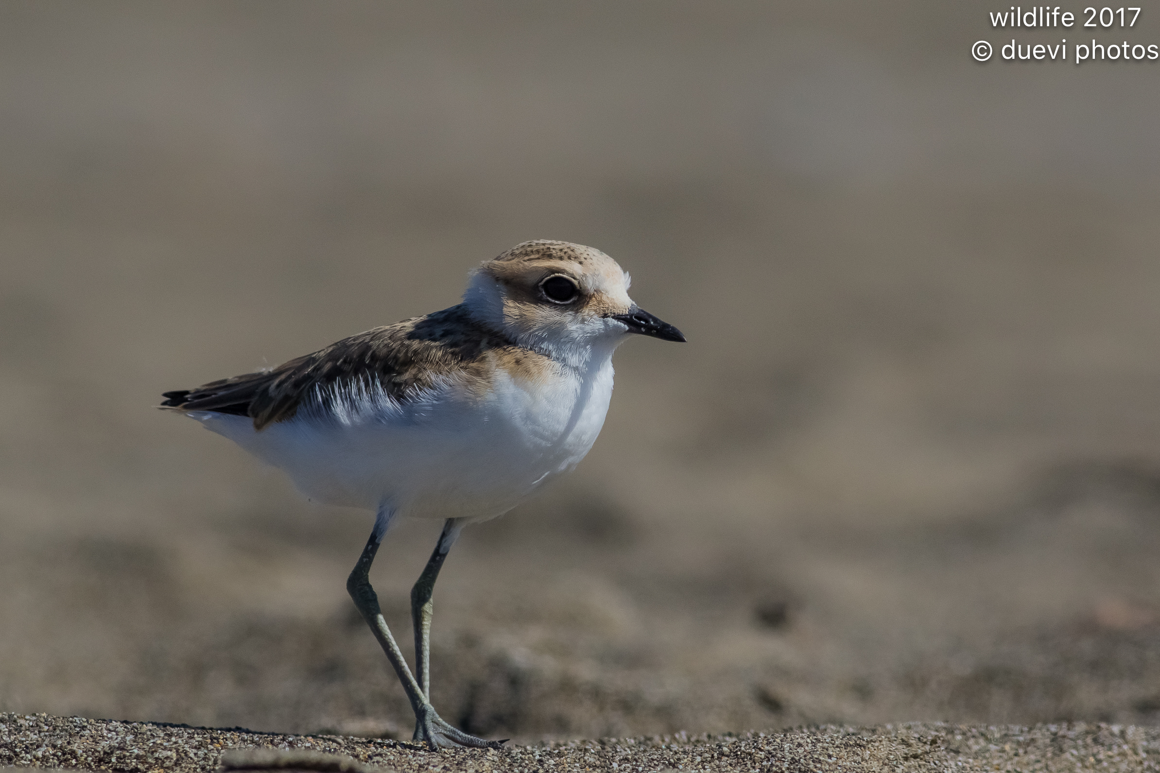 Brother - Charadrius alexandrinus