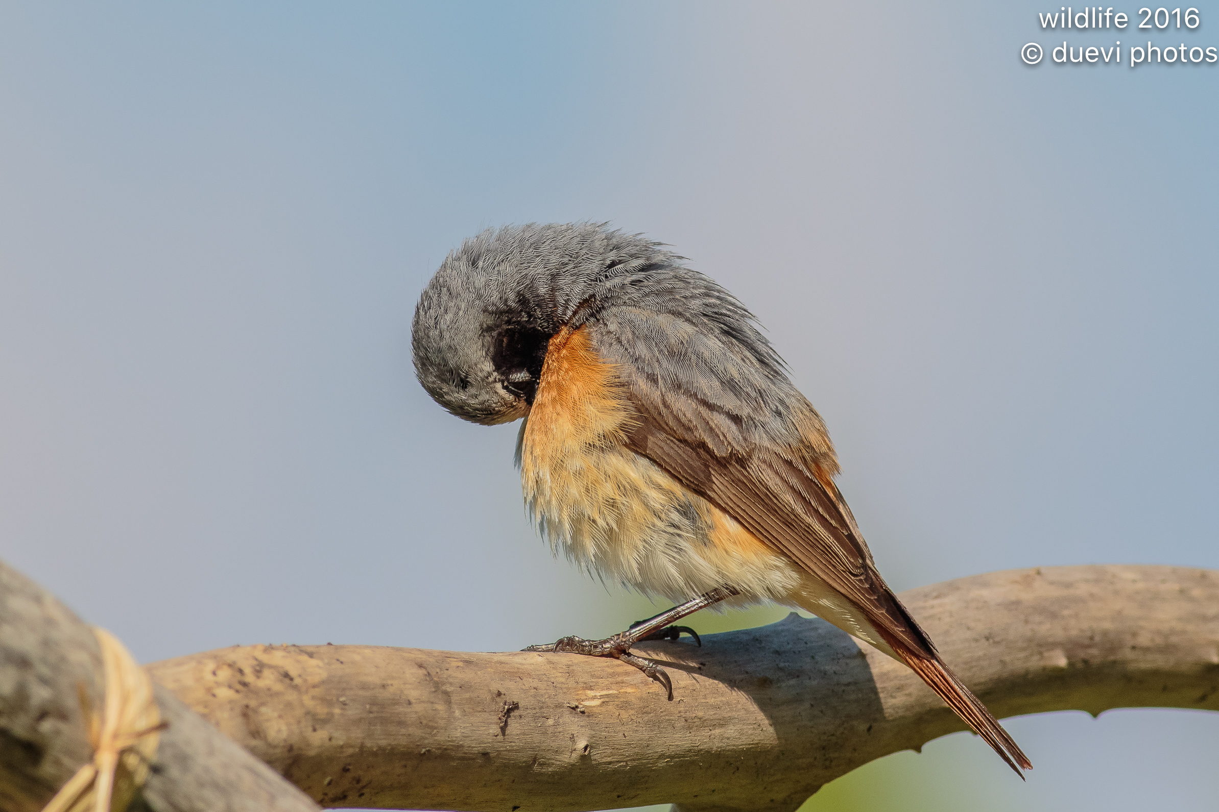 Common Redstart