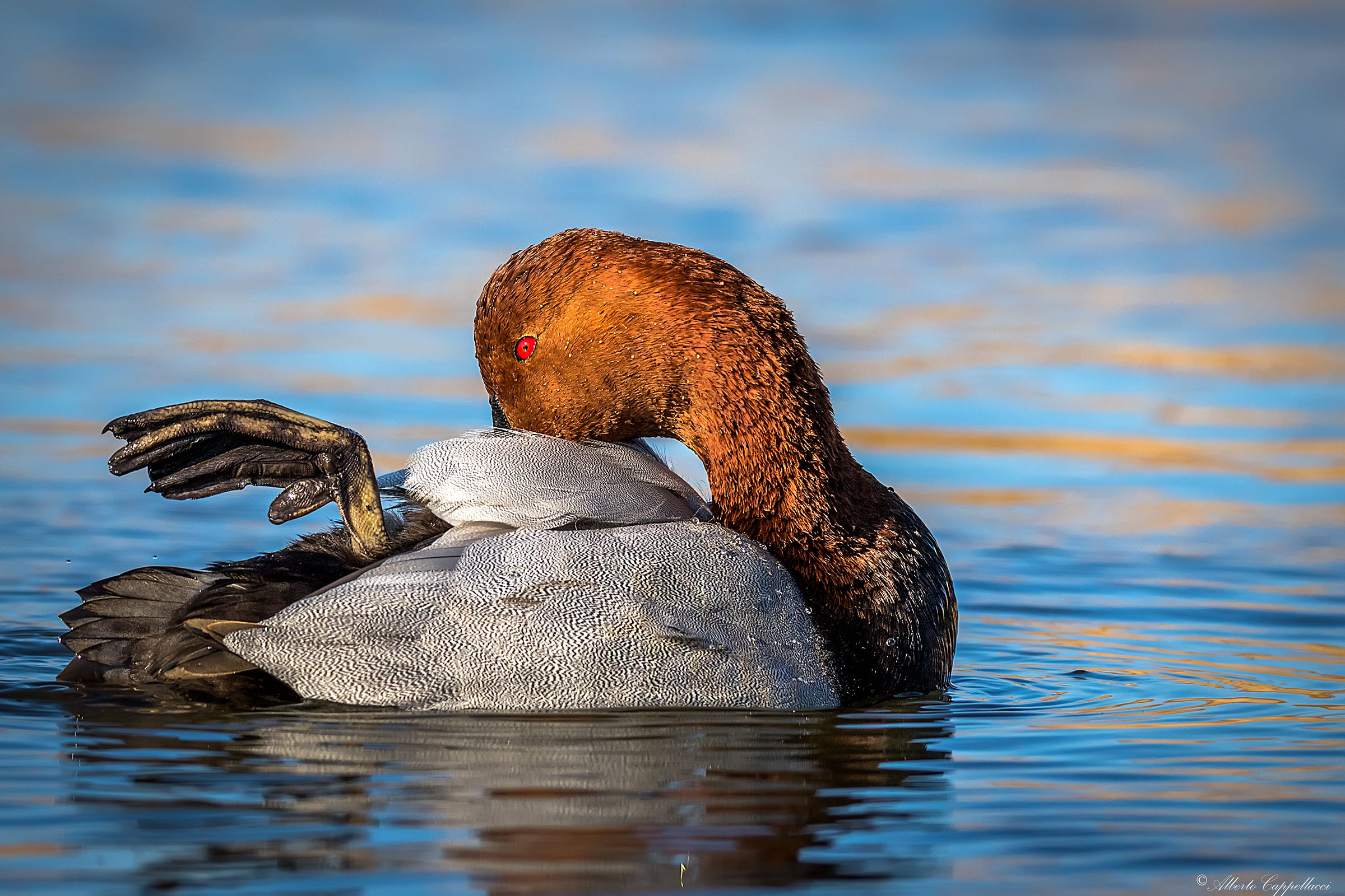 Pochard